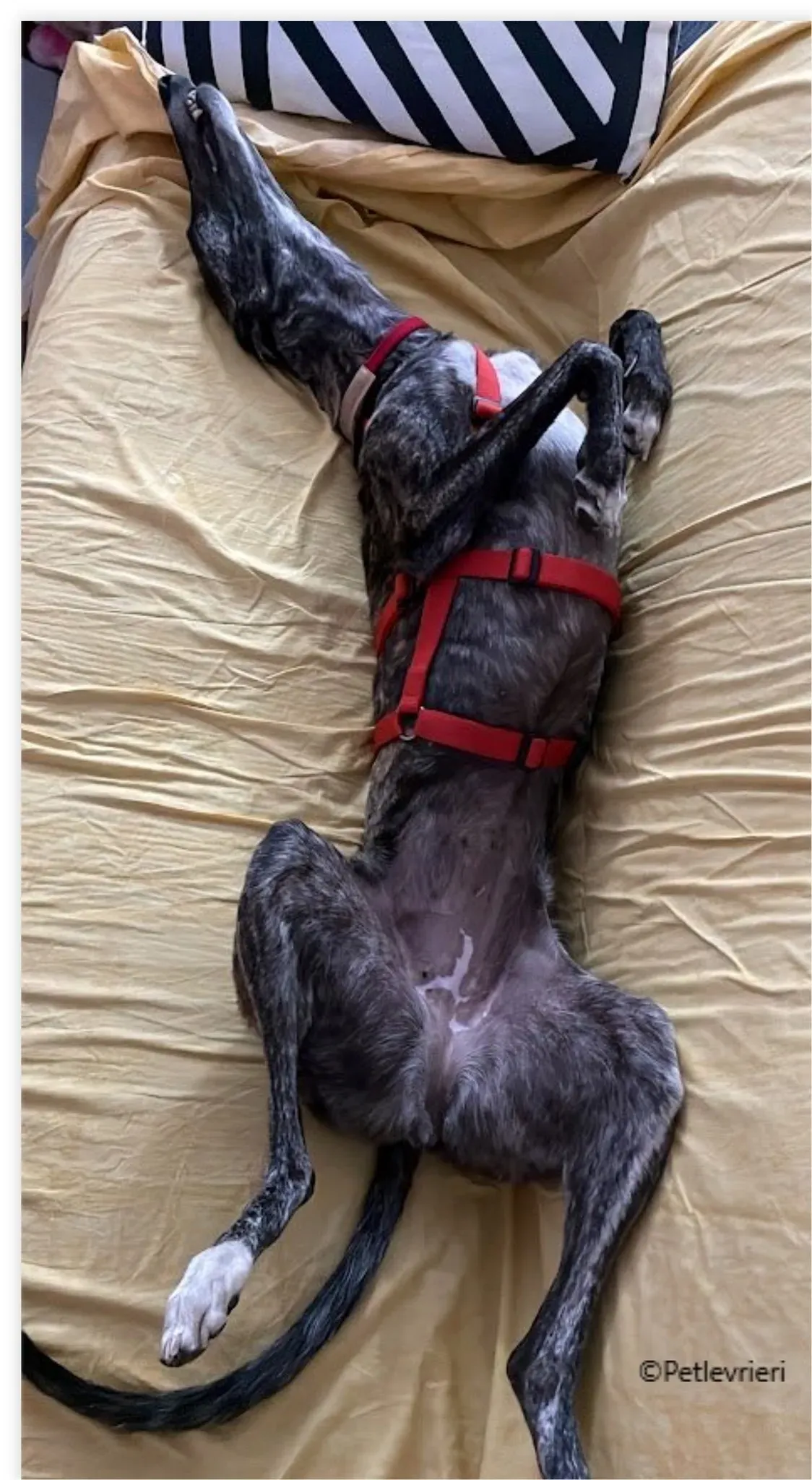 sara galgo pet levrieri felici casa