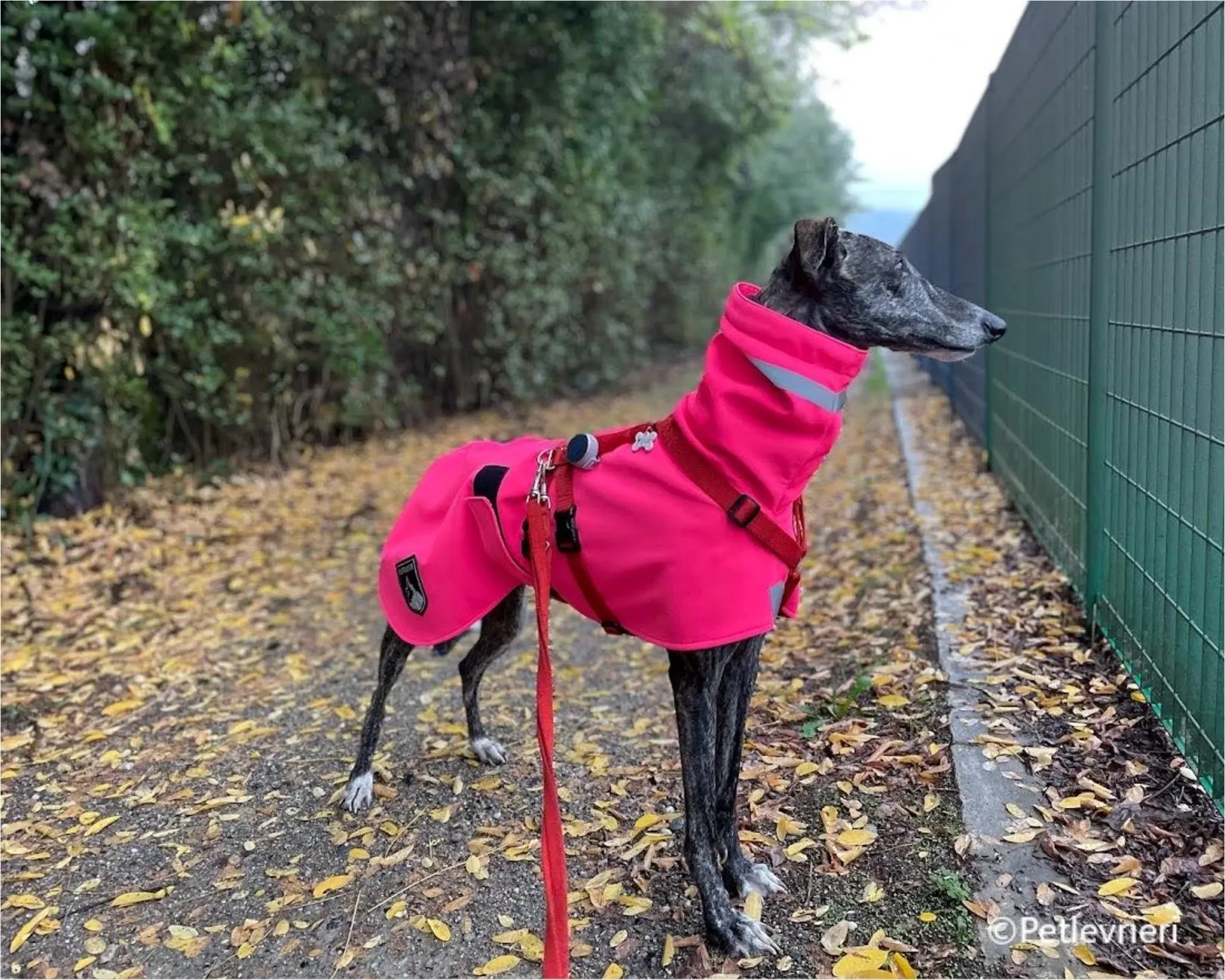 sara galgo pet levrieri felici casa1