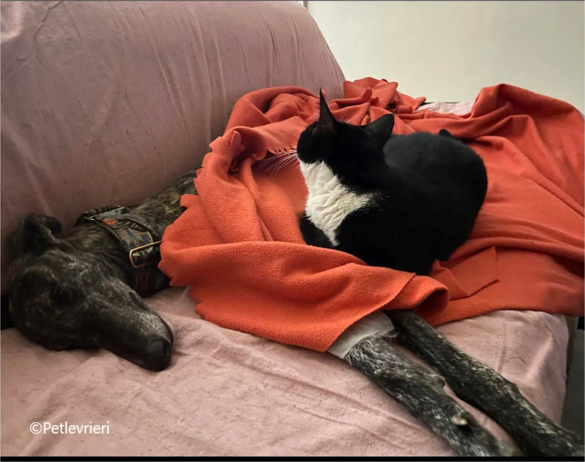 sara galgo pet levrieri felici casa10