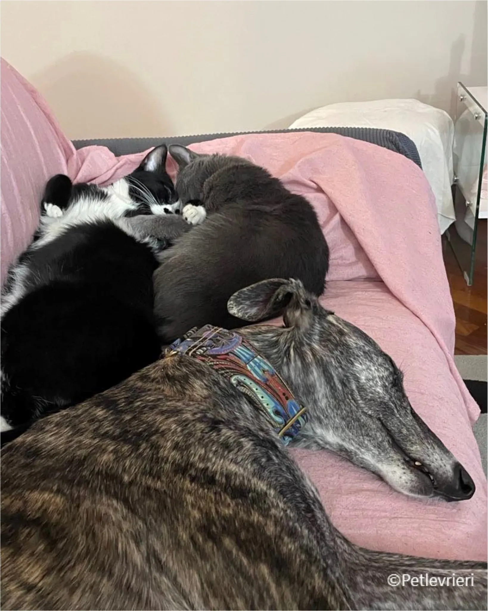 sara galgo pet levrieri felici casa11