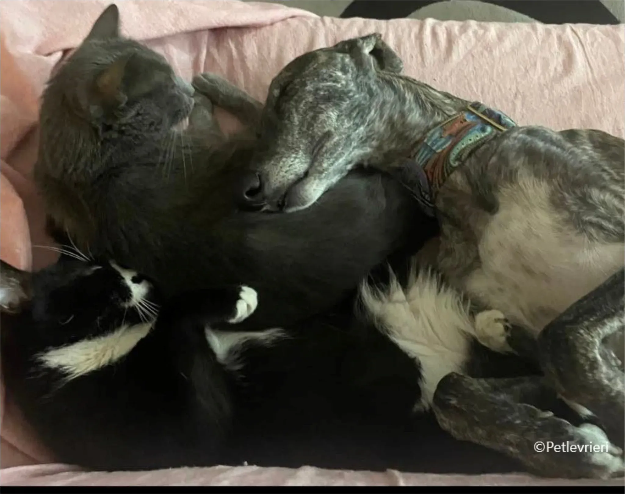 sara galgo pet levrieri felici casa12