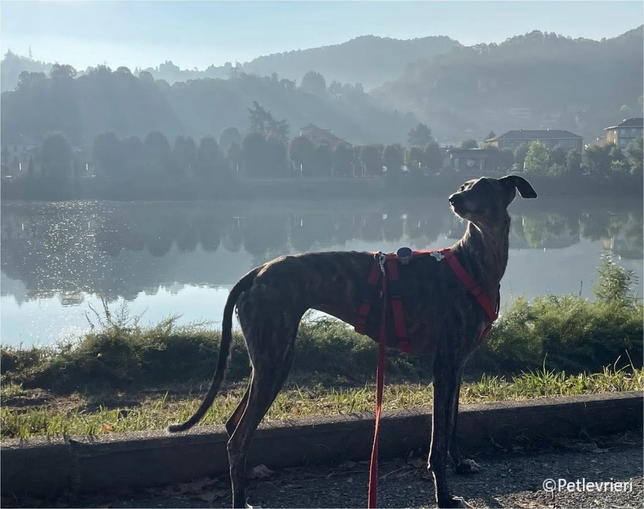 sara galgo pet levrieri felici casa2