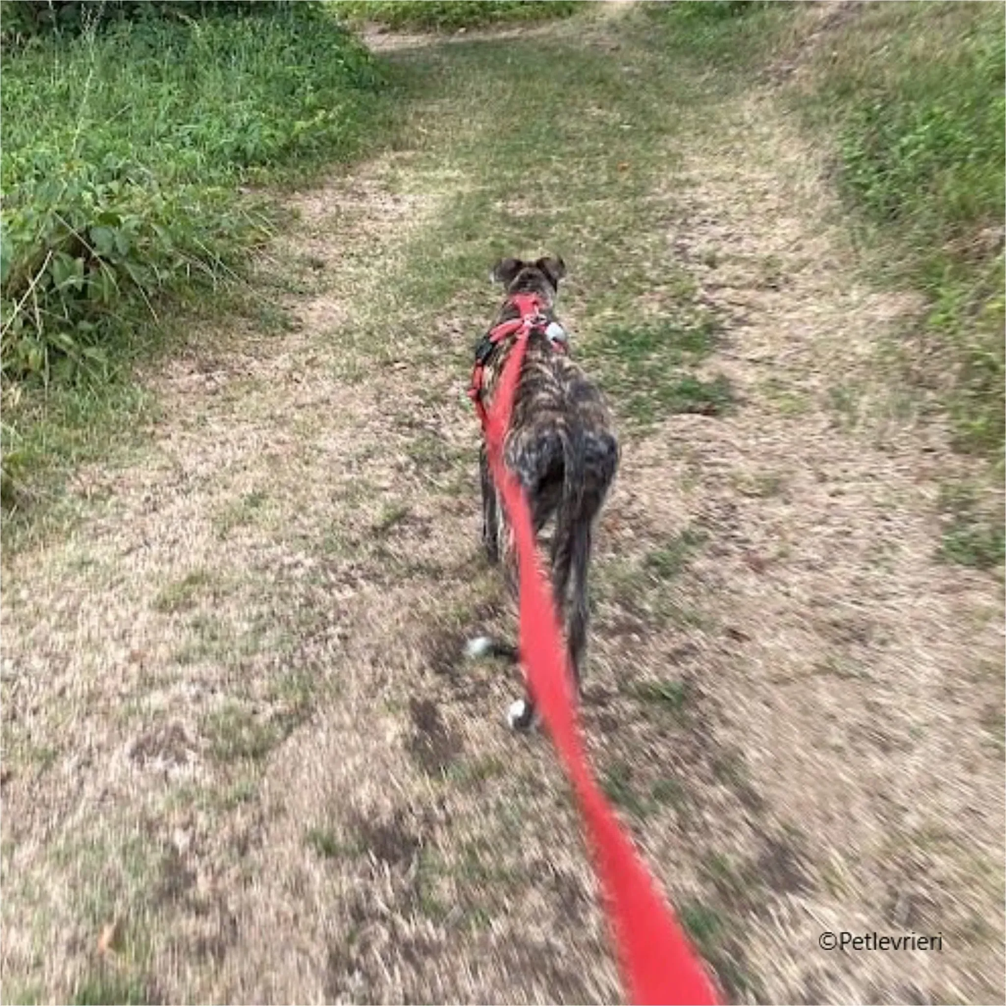 sara galgo pet levrieri felici casa3