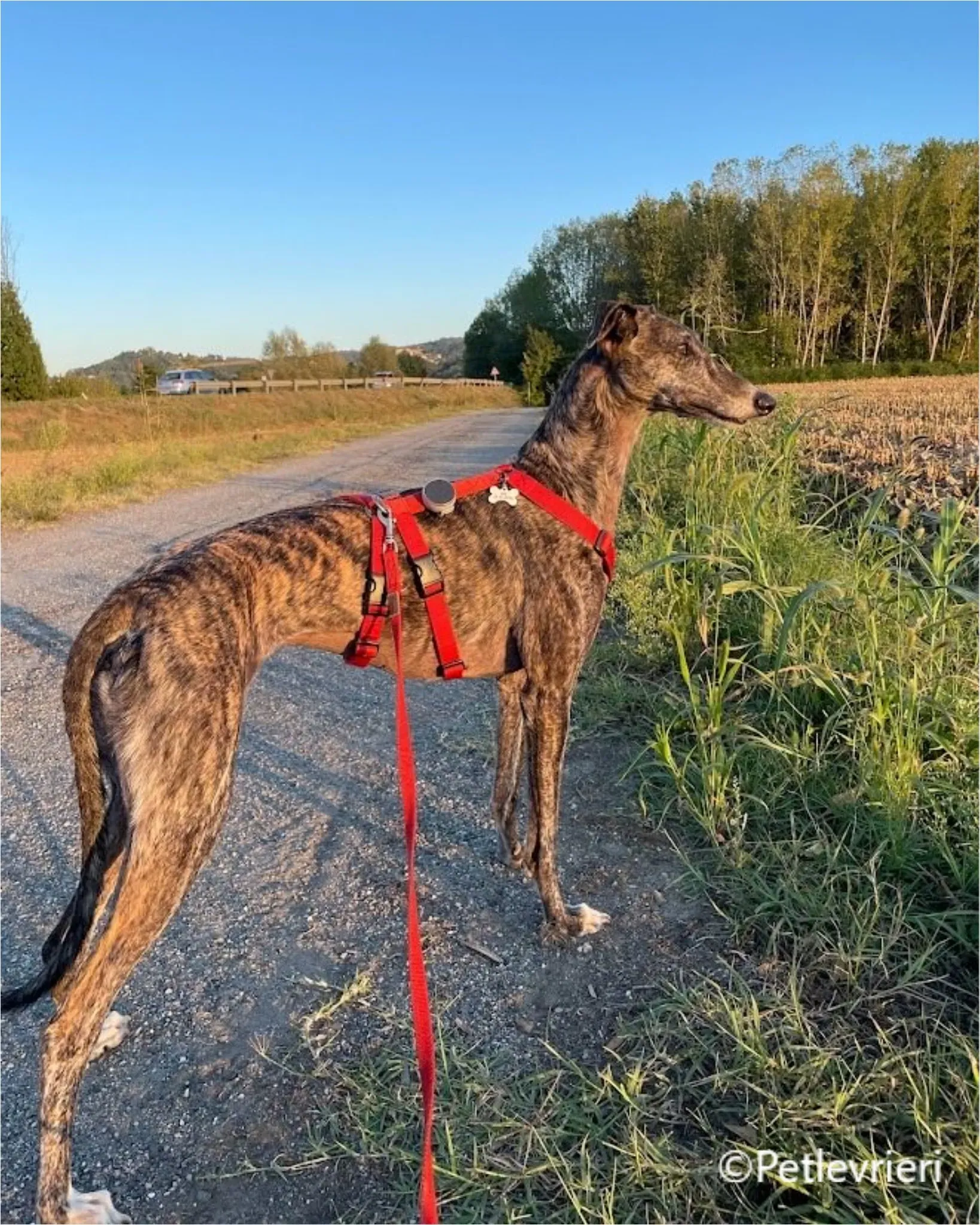 sara galgo pet levrieri felici casa4