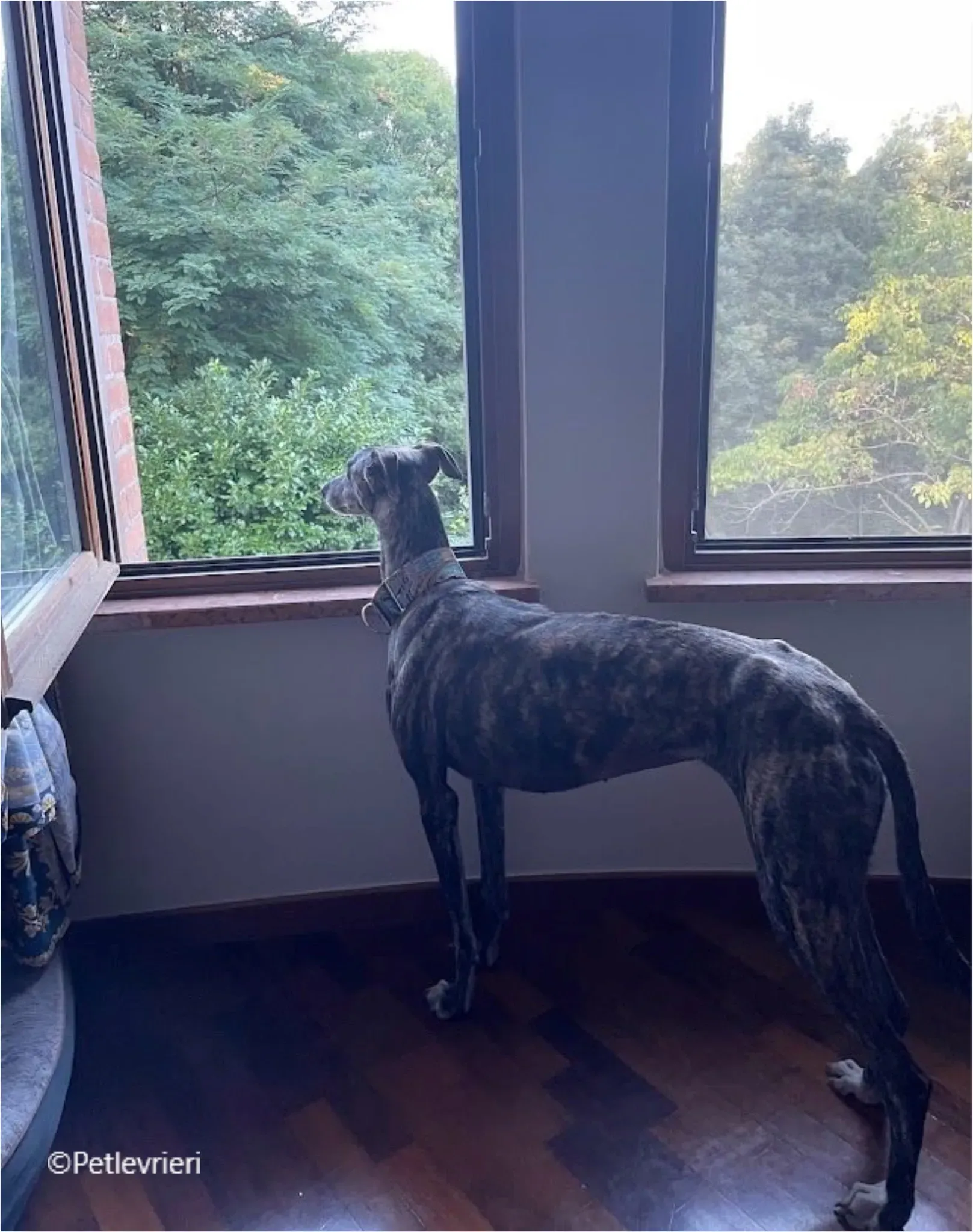 sara galgo pet levrieri felici casa5