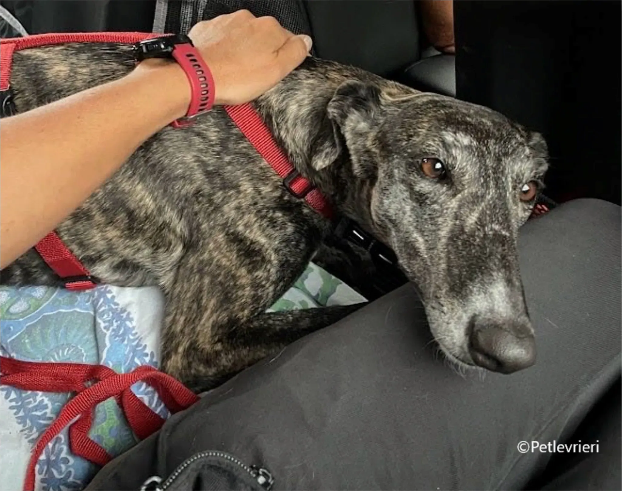 sara galgo pet levrieri felici casa6