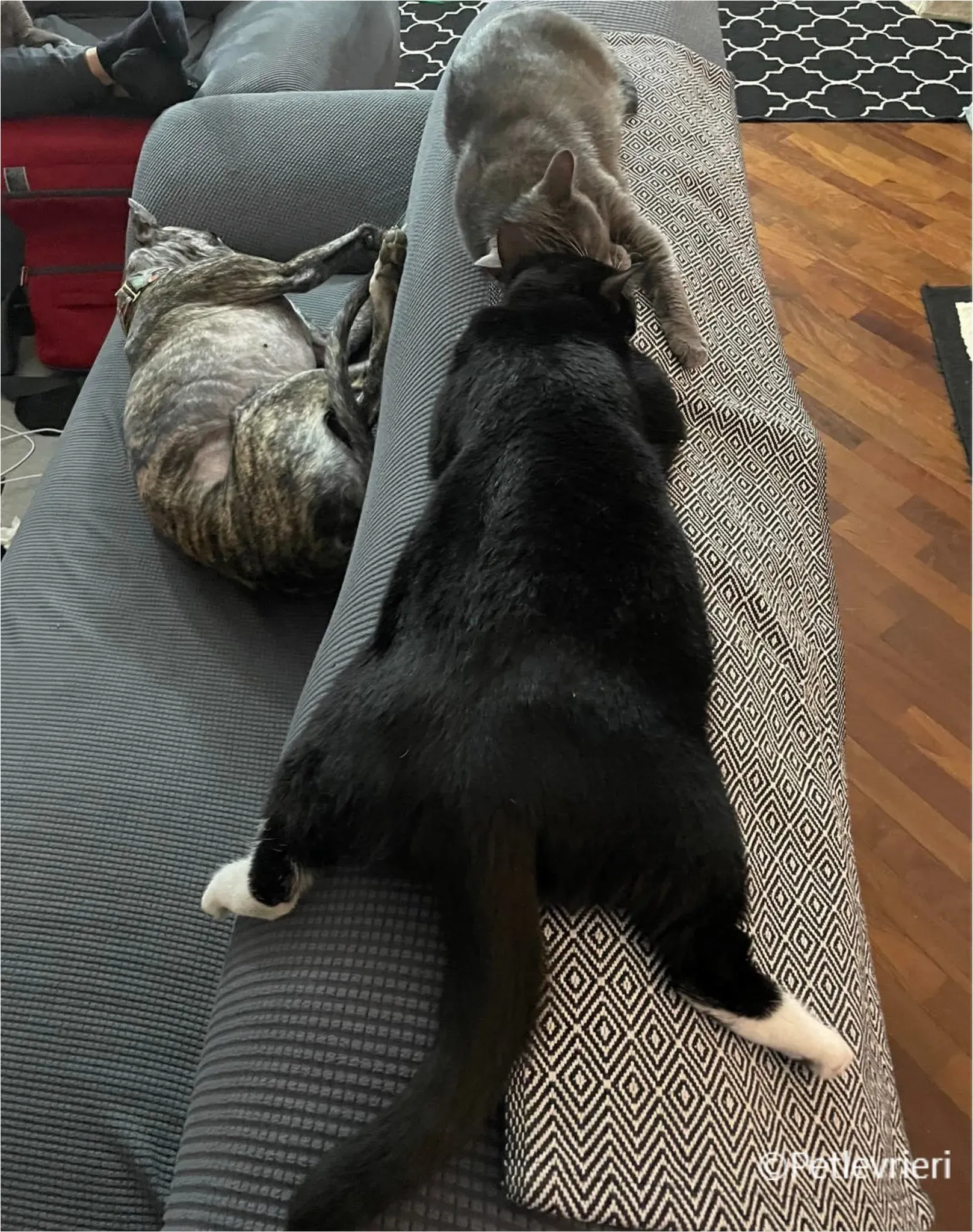 sara galgo pet levrieri felici casa7