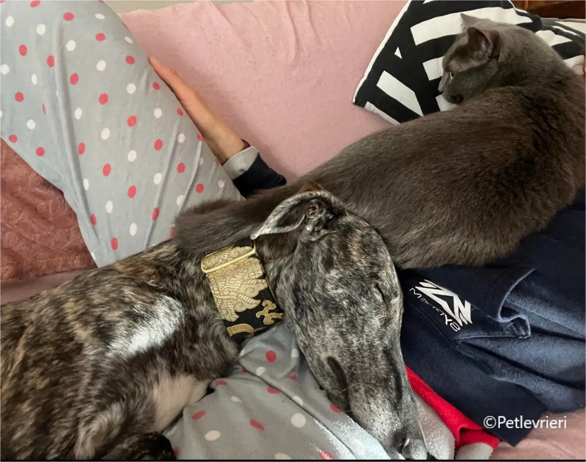 sara galgo pet levrieri felici casa8