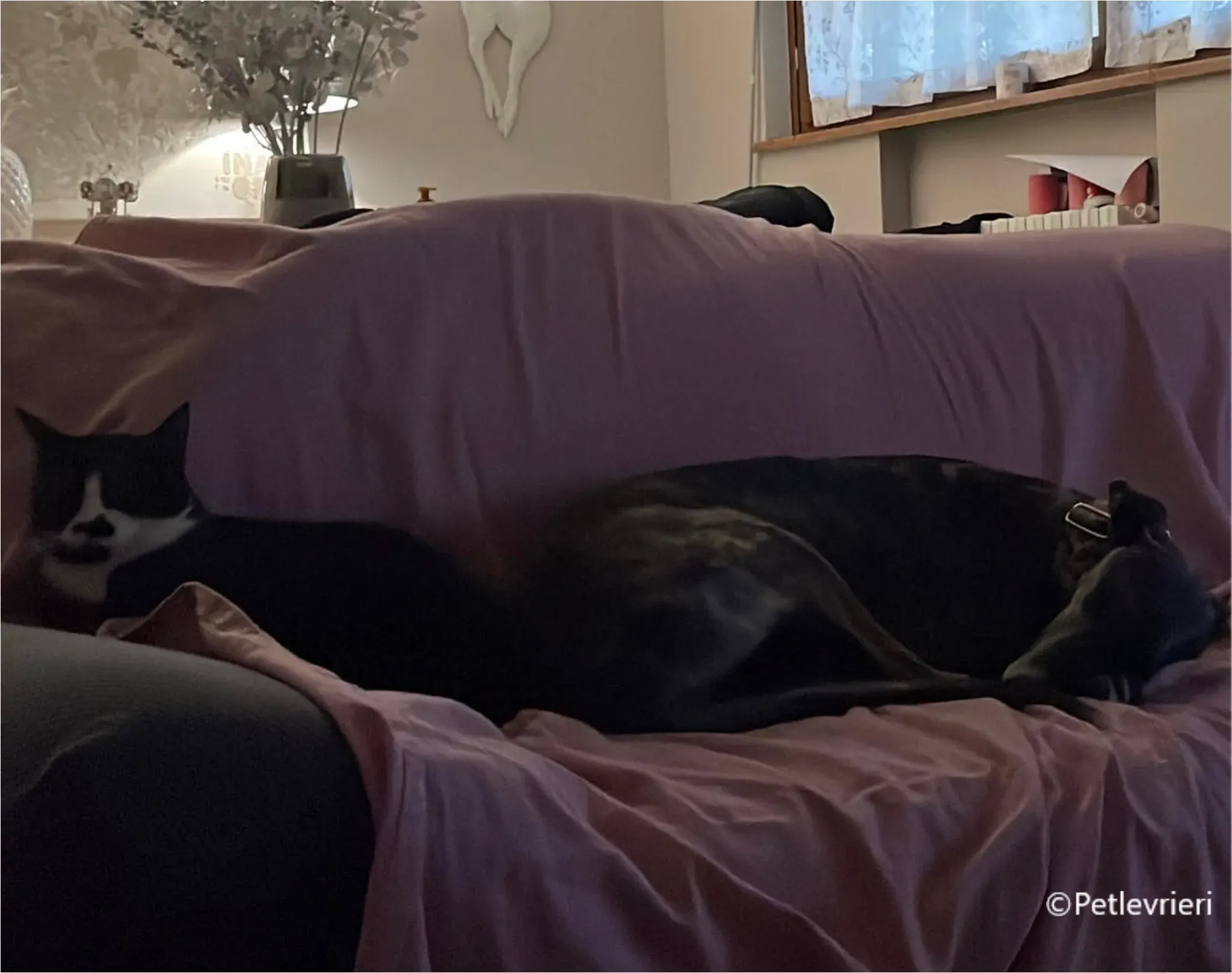 sara galgo pet levrieri felici casa9