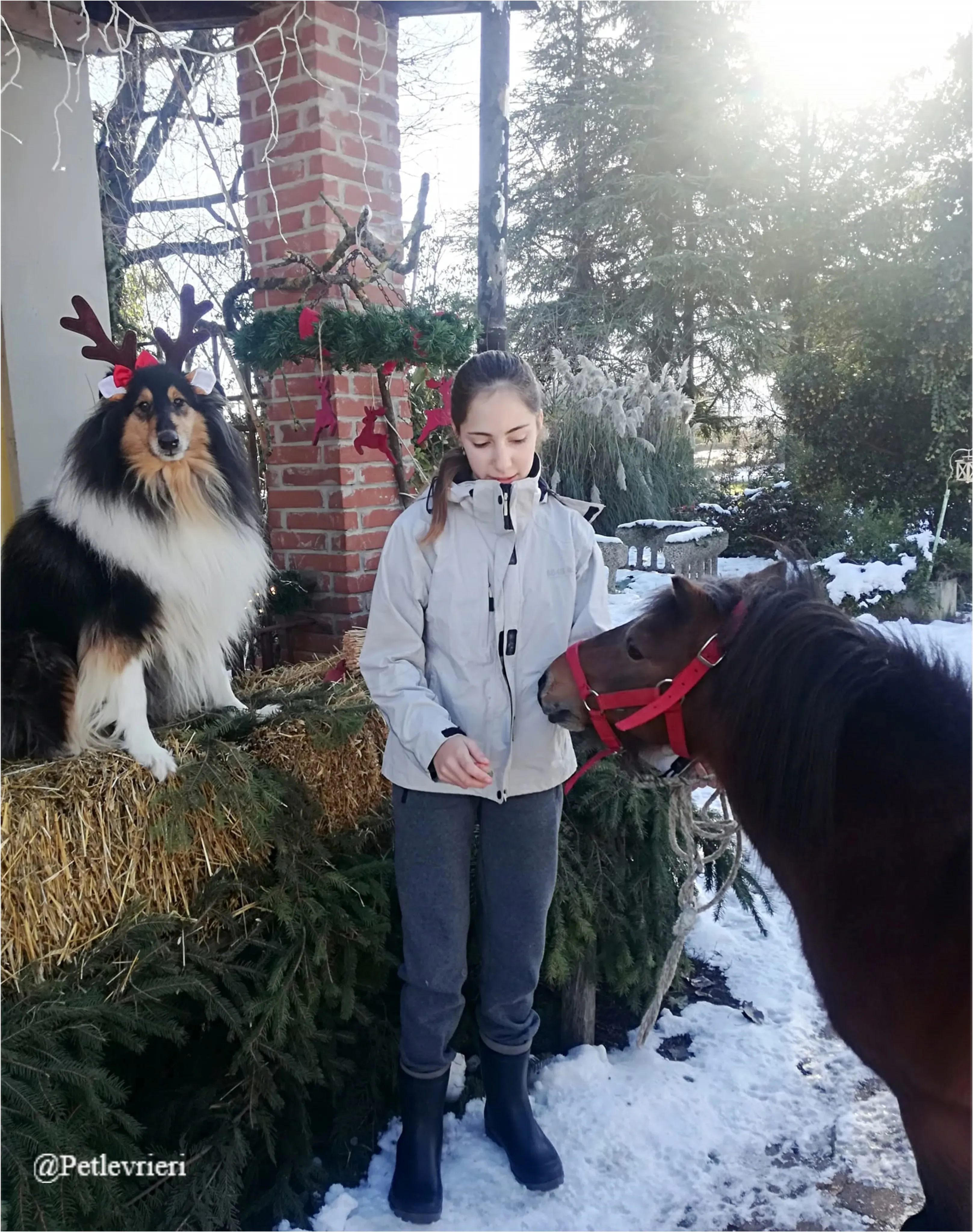 sara paolo pet levrieri natale 2021 2