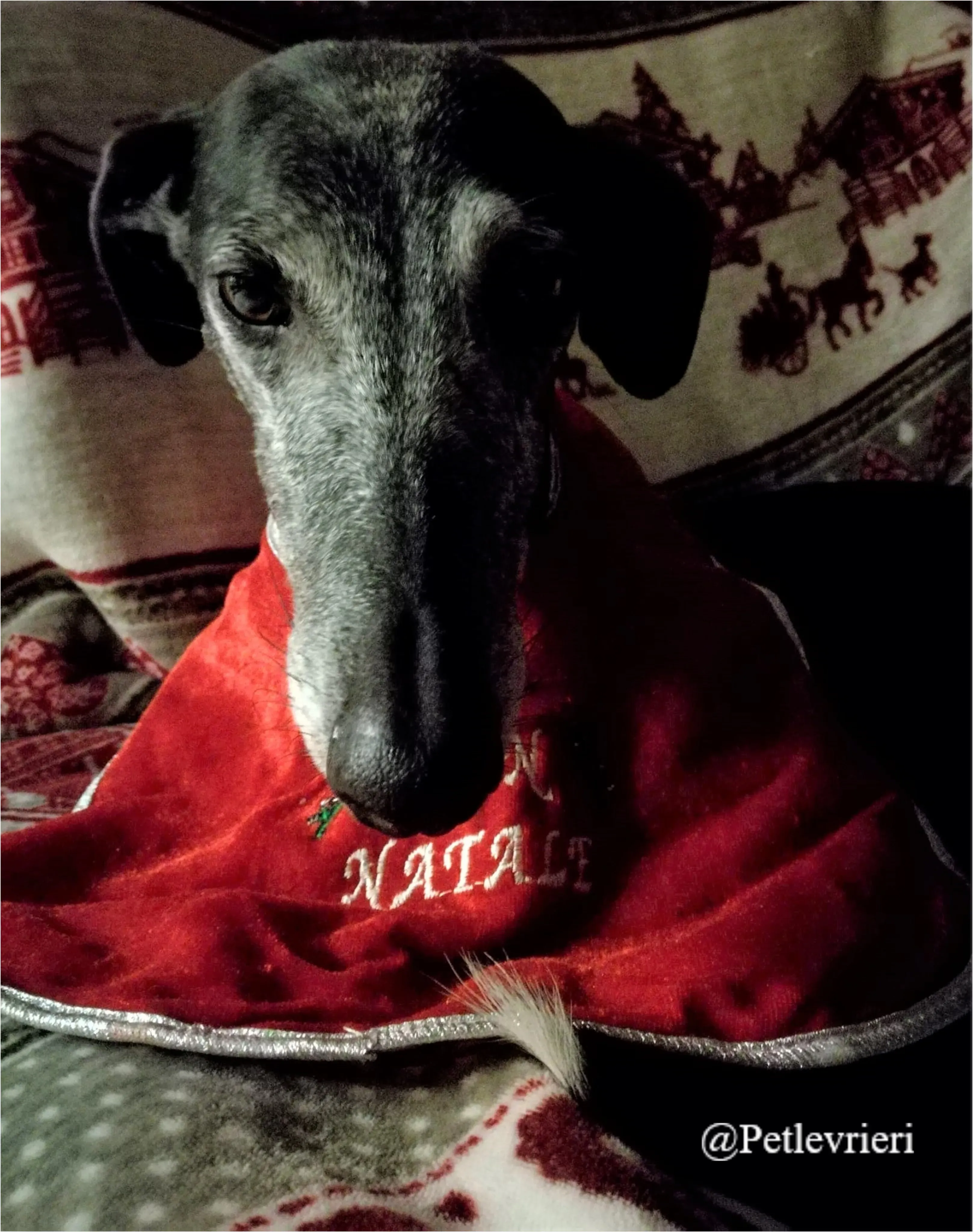 sara paolo pet levrieri natale 2021 3