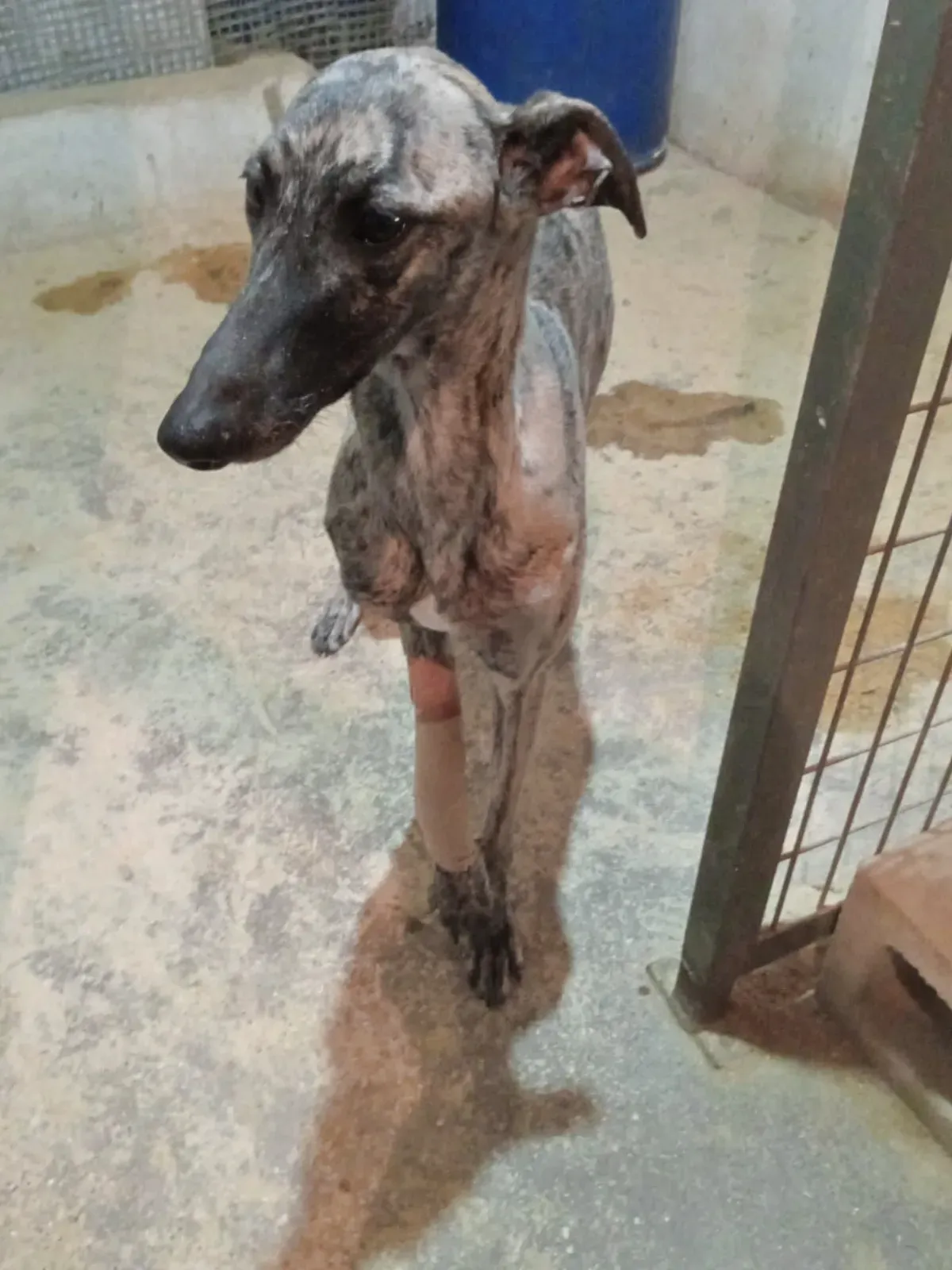 sarabi galgo adozione 2