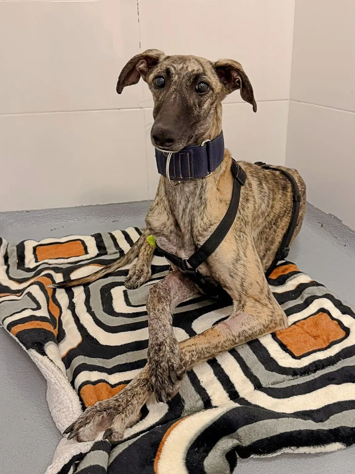 sarabi galgo adozione 3