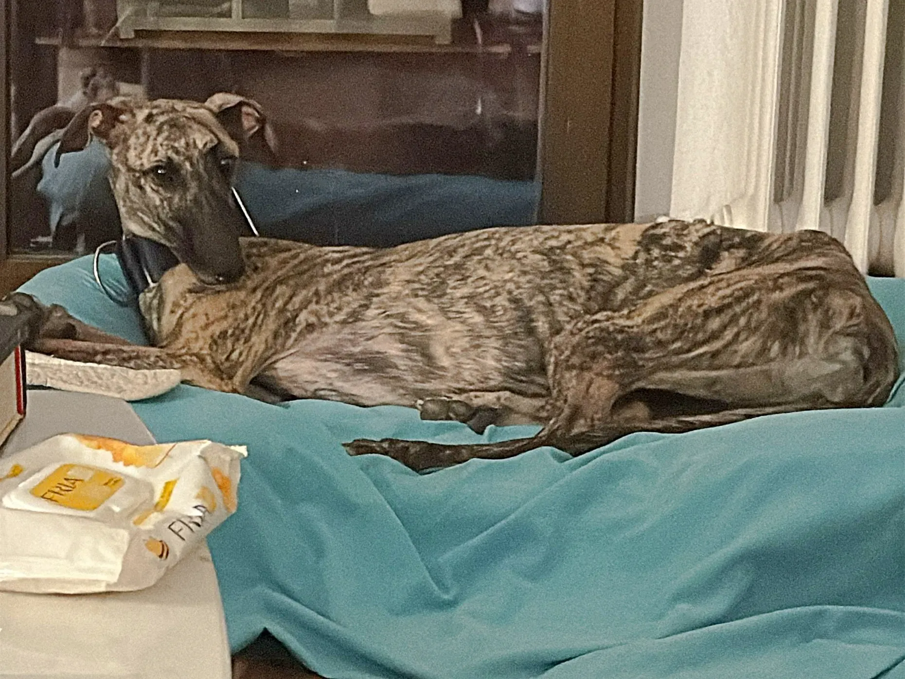 sarabi galgo adozione 4