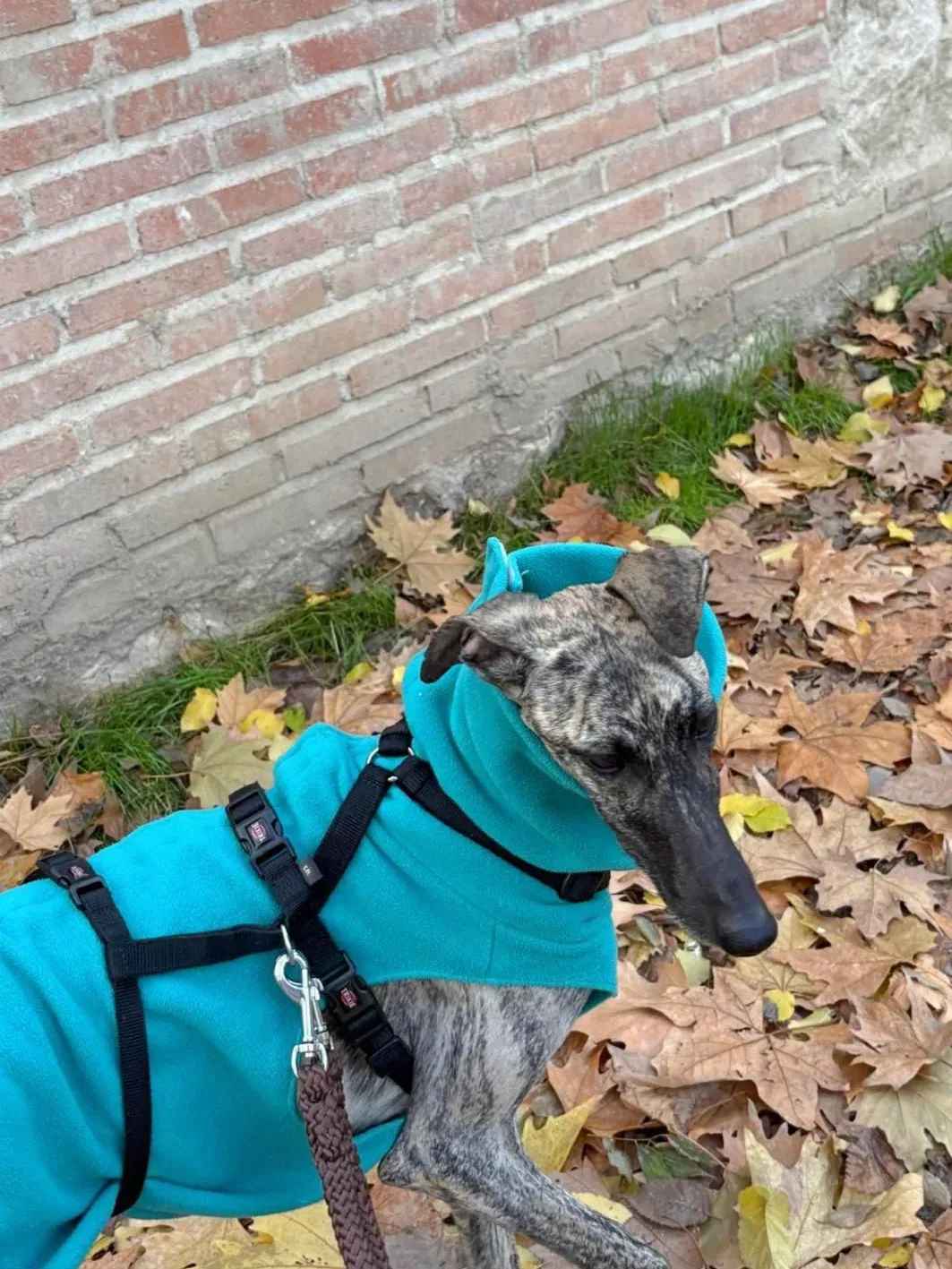 sarabi galgo adozione 5