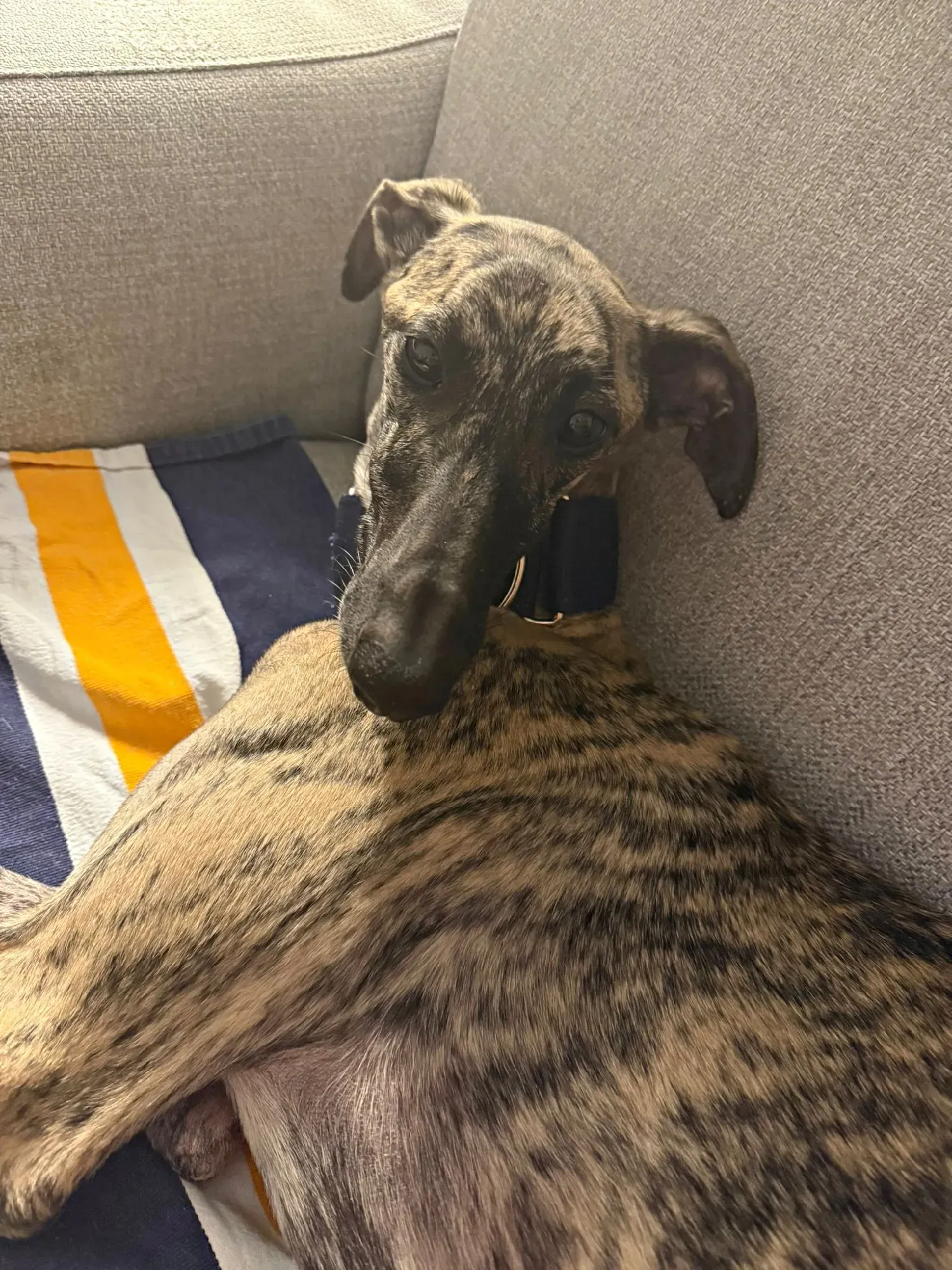 sarabi galgo adozione 6
