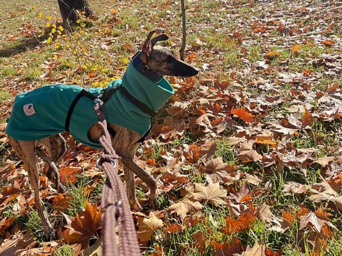 sarabi galgo adozione 7