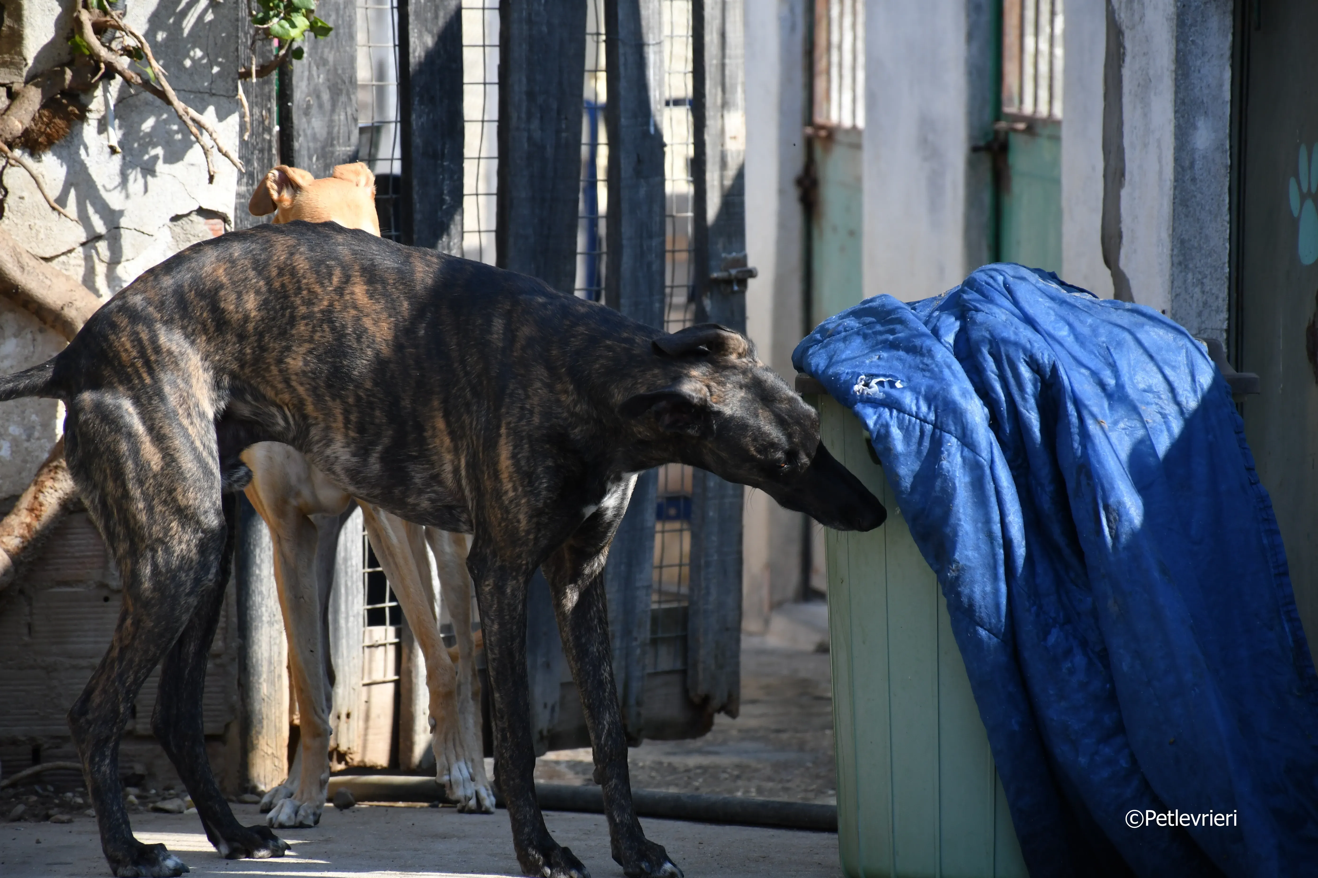 sardino adozione levrieri galgo 1