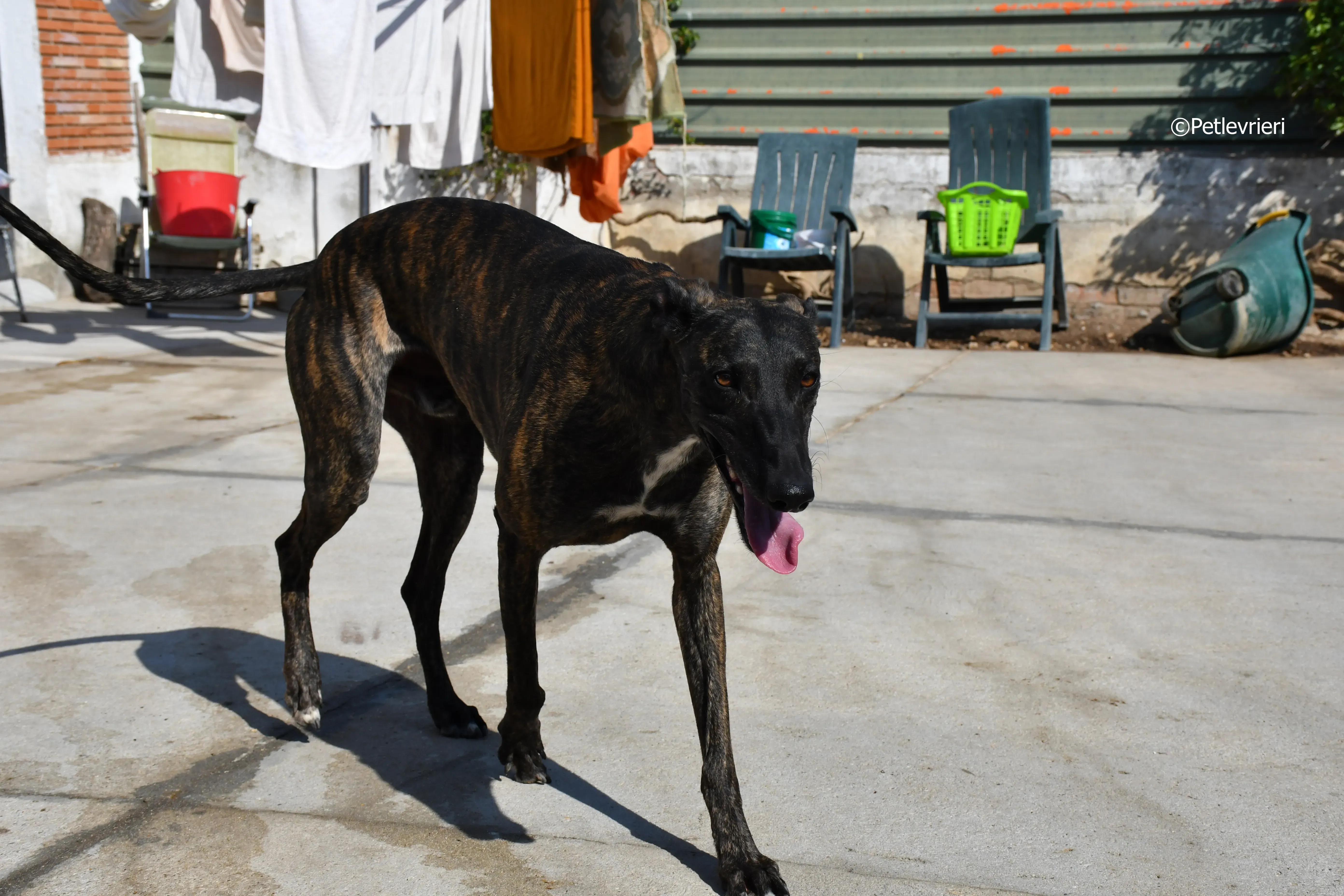 sardino adozione levrieri galgo 10