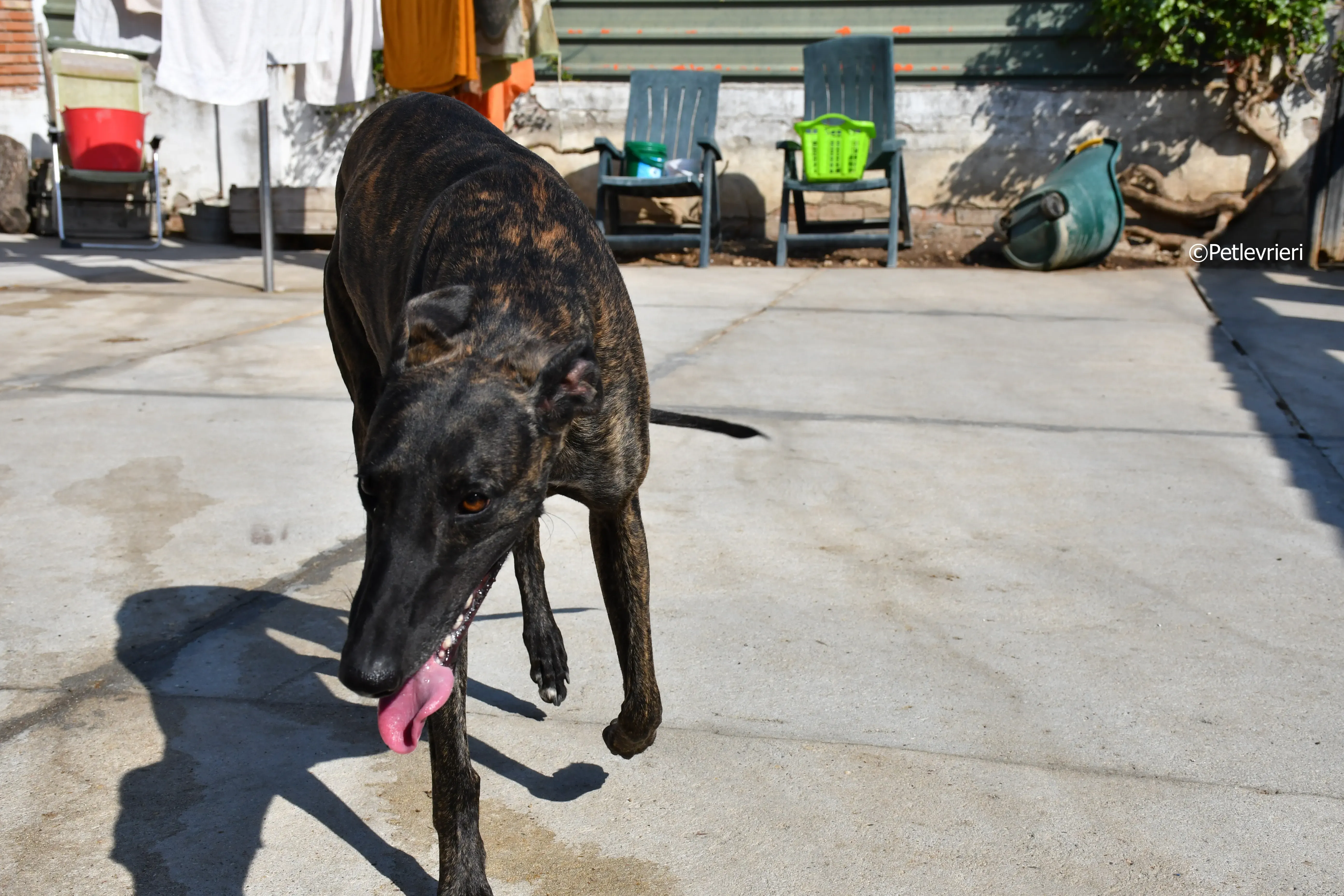 sardino adozione levrieri galgo 11