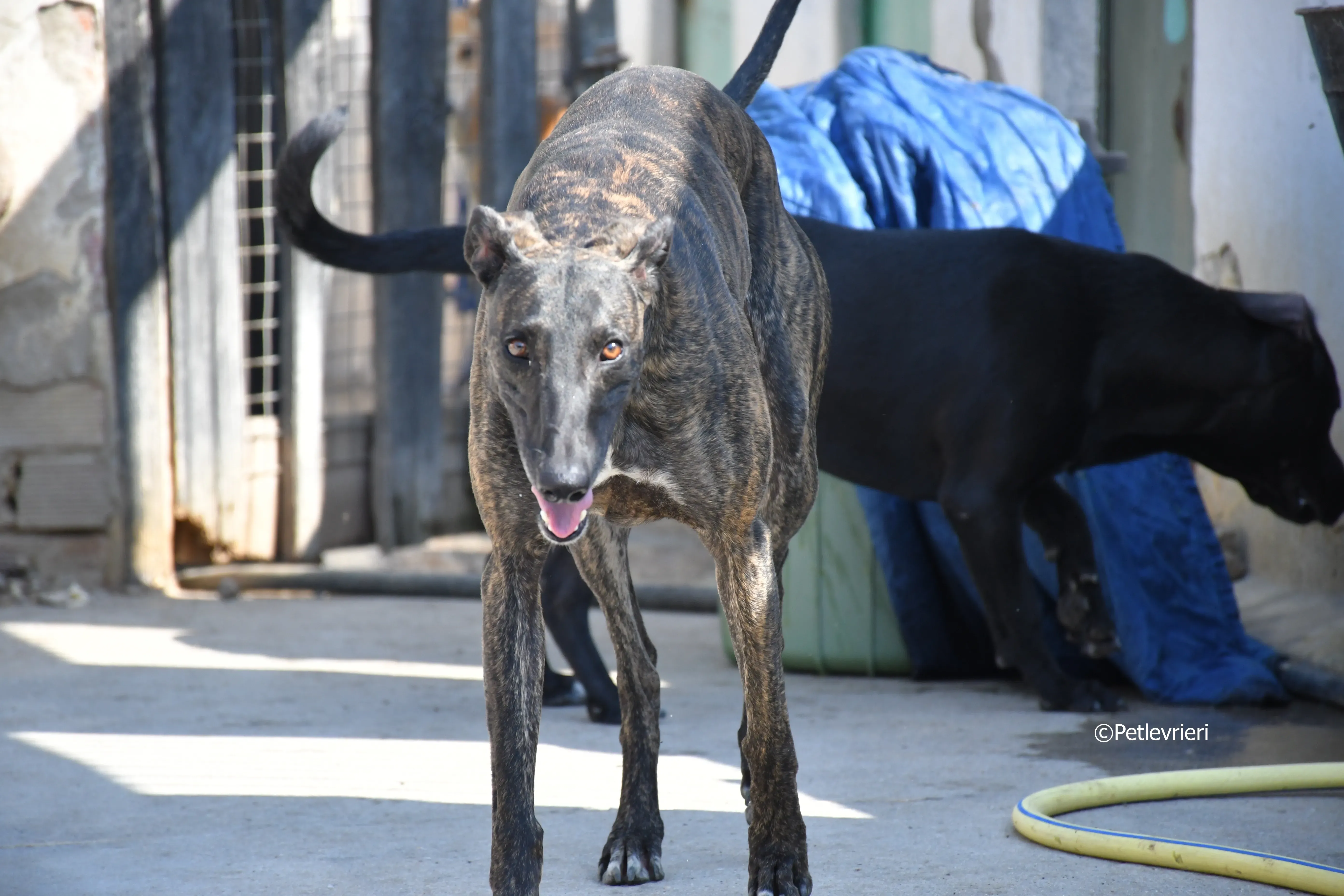 sardino adozione levrieri galgo 2