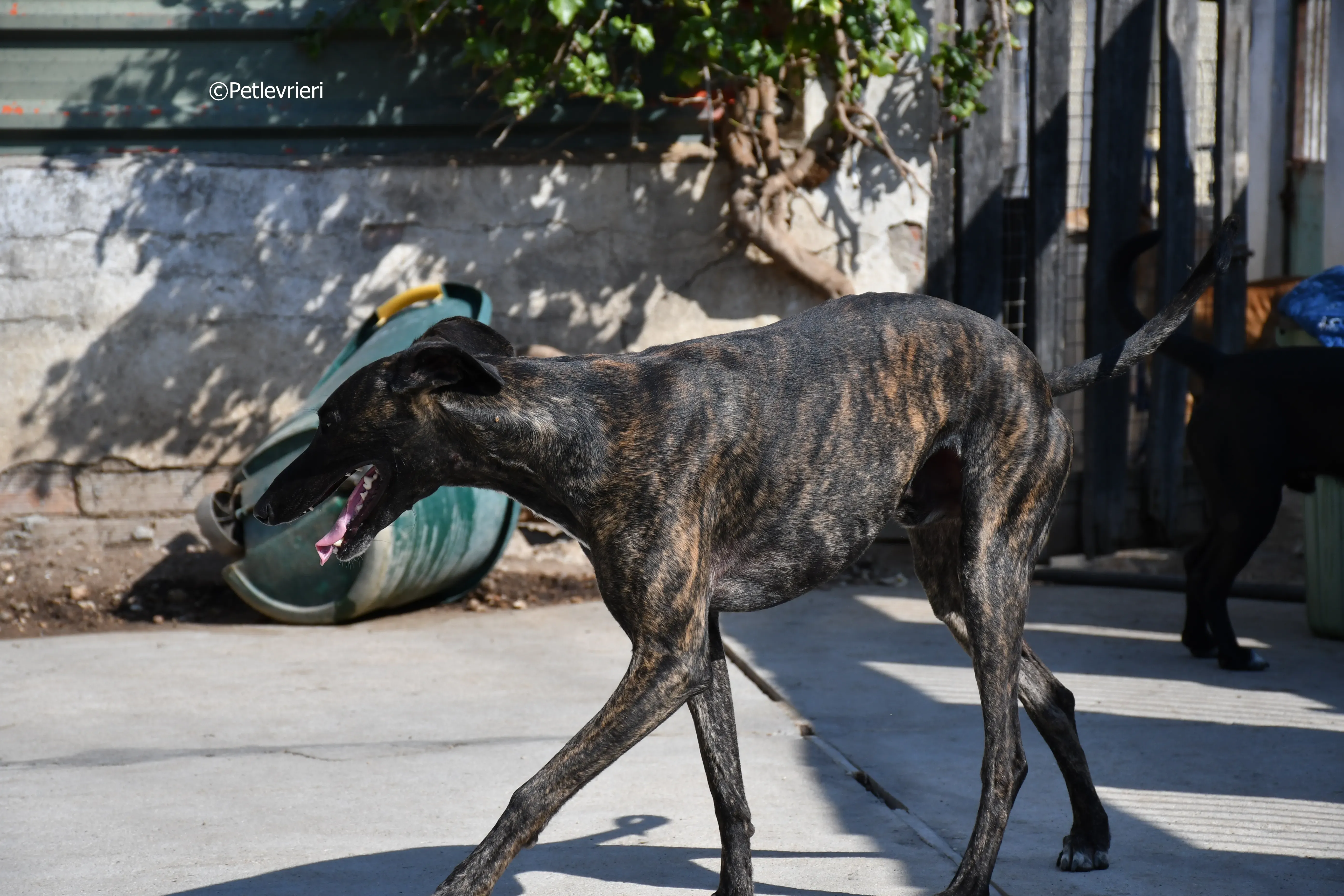 sardino adozione levrieri galgo 3