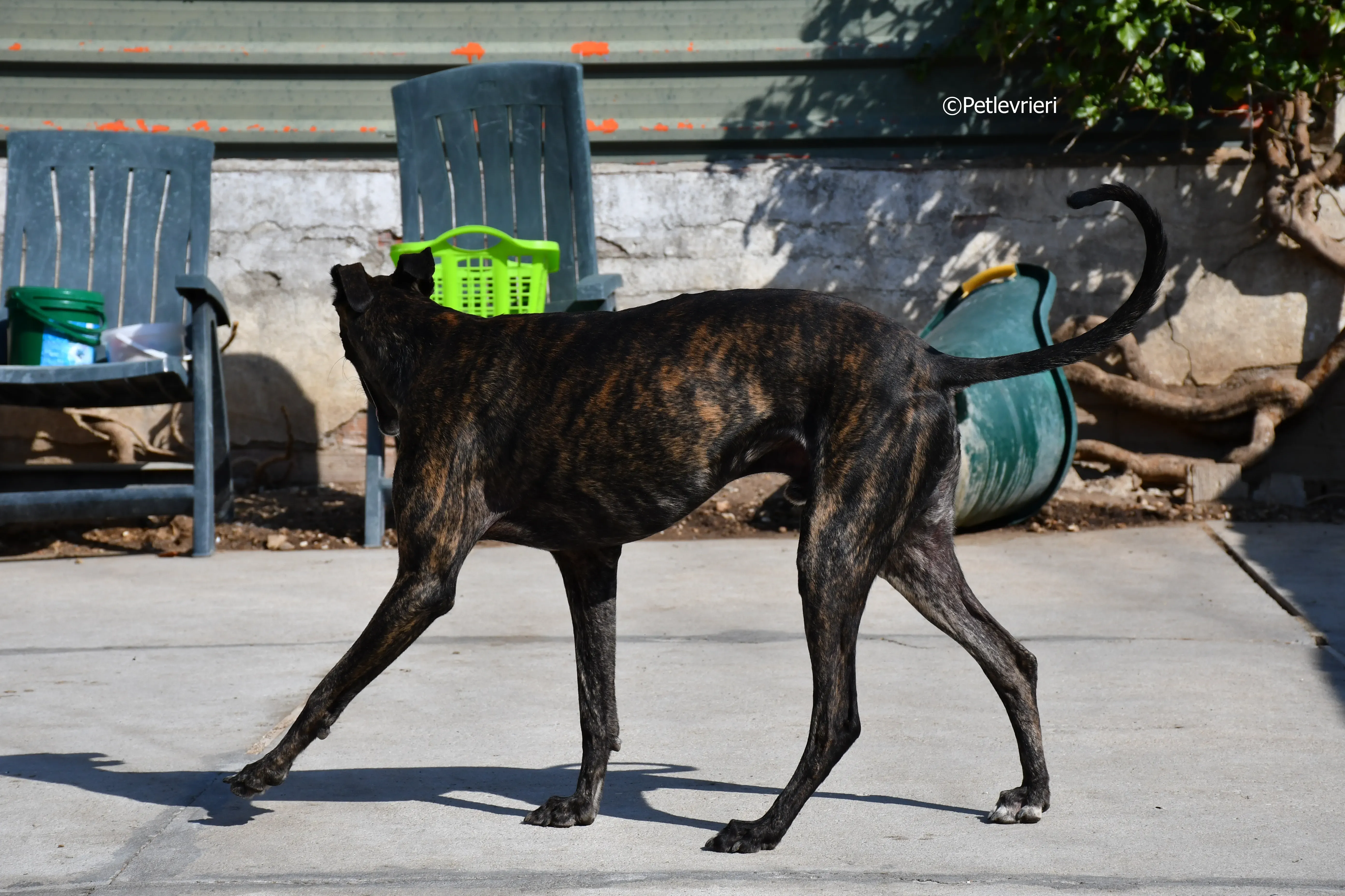 sardino adozione levrieri galgo 4
