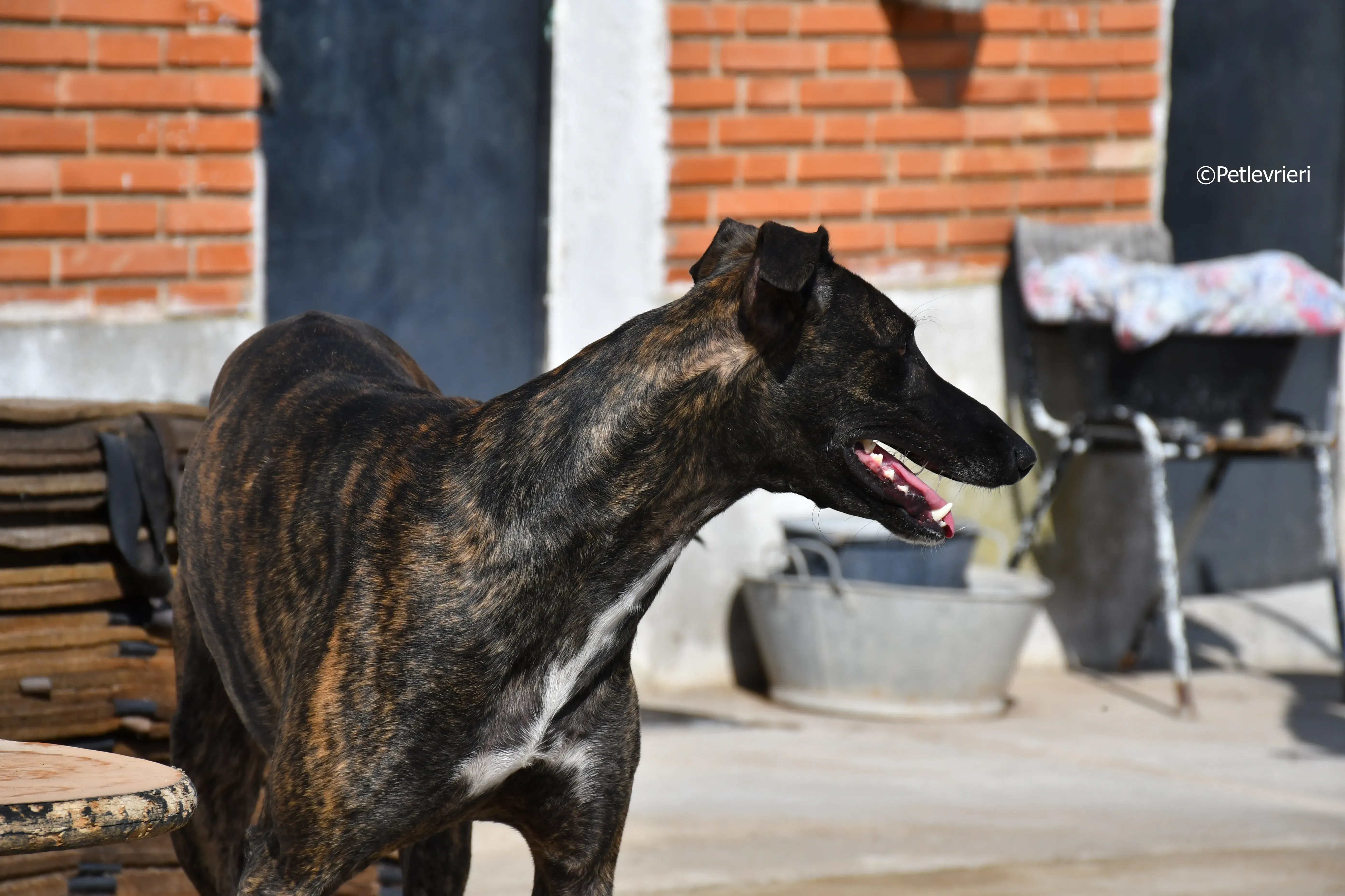 sardino adozione levrieri galgo 8