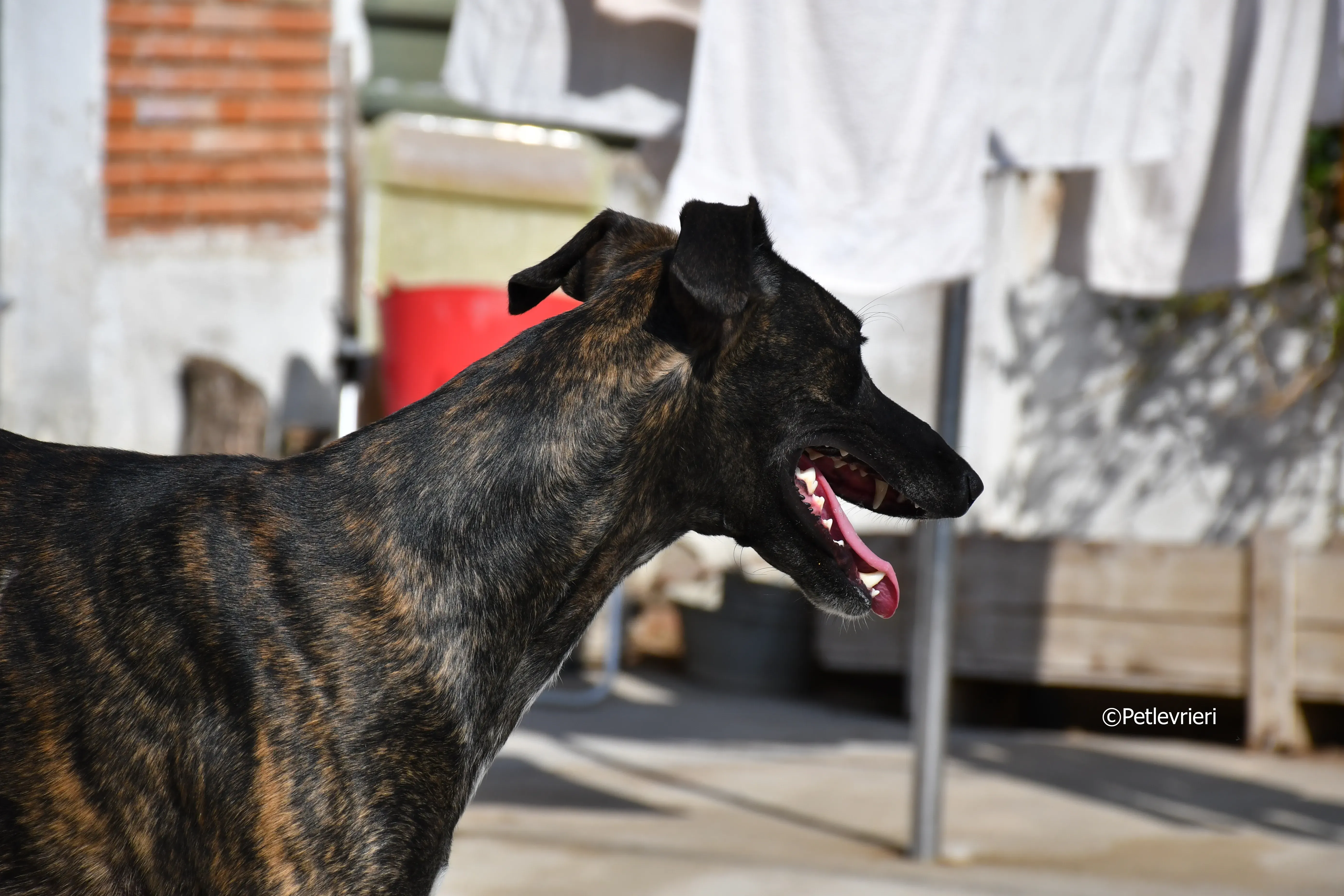 sardino adozione levrieri galgo 9