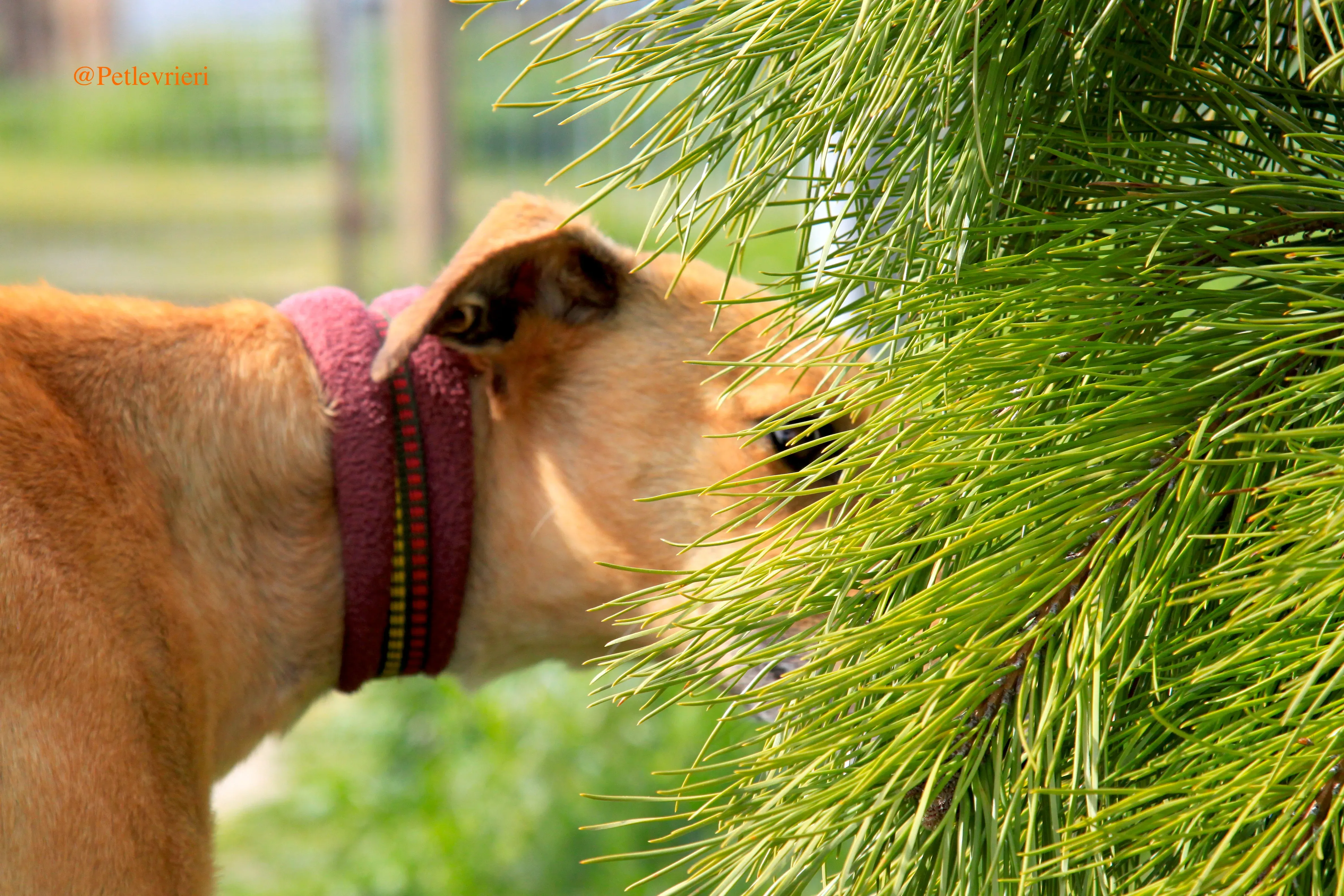 saskia adozioni levrieri galgo 1