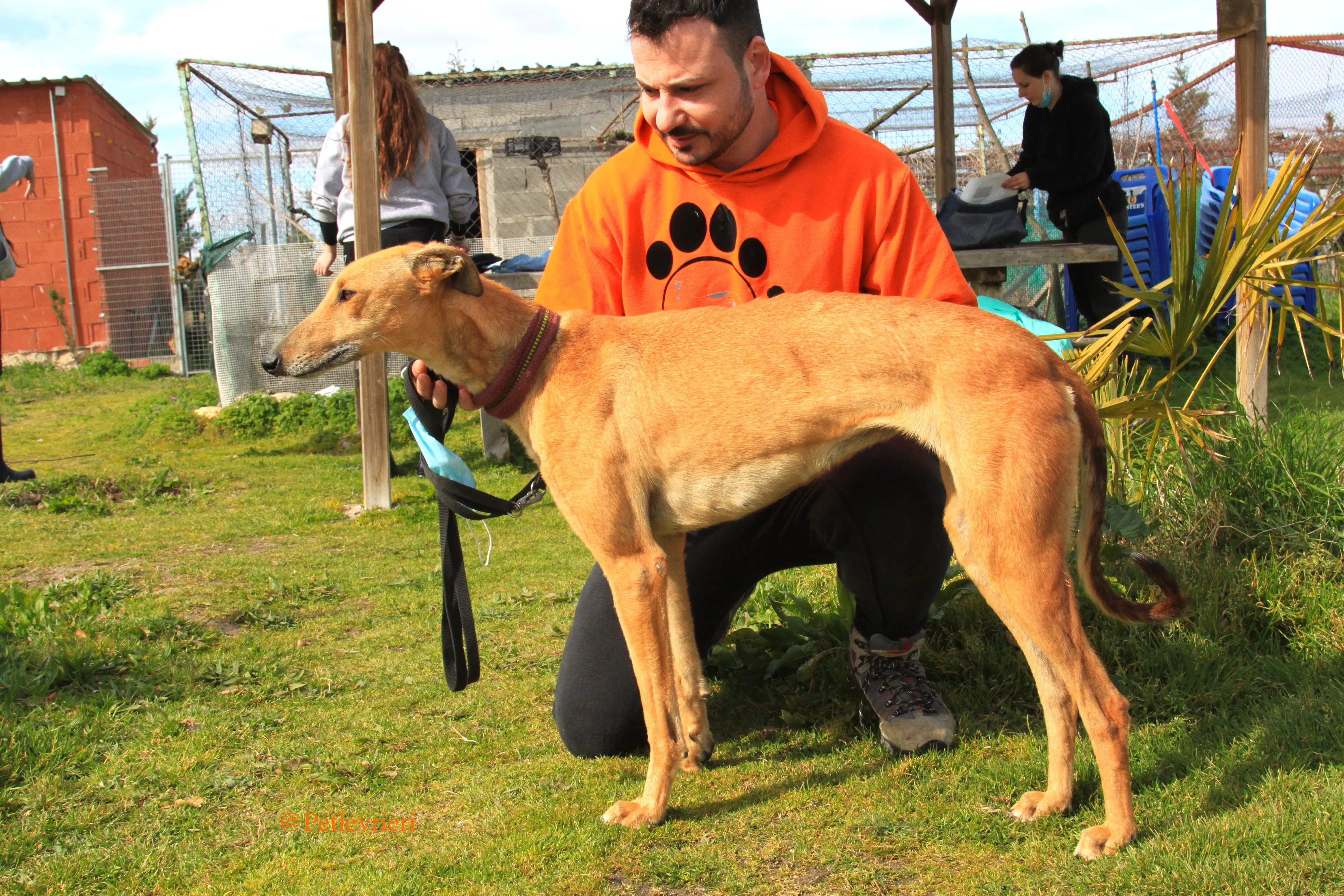 saskia adozioni levrieri galgo 10