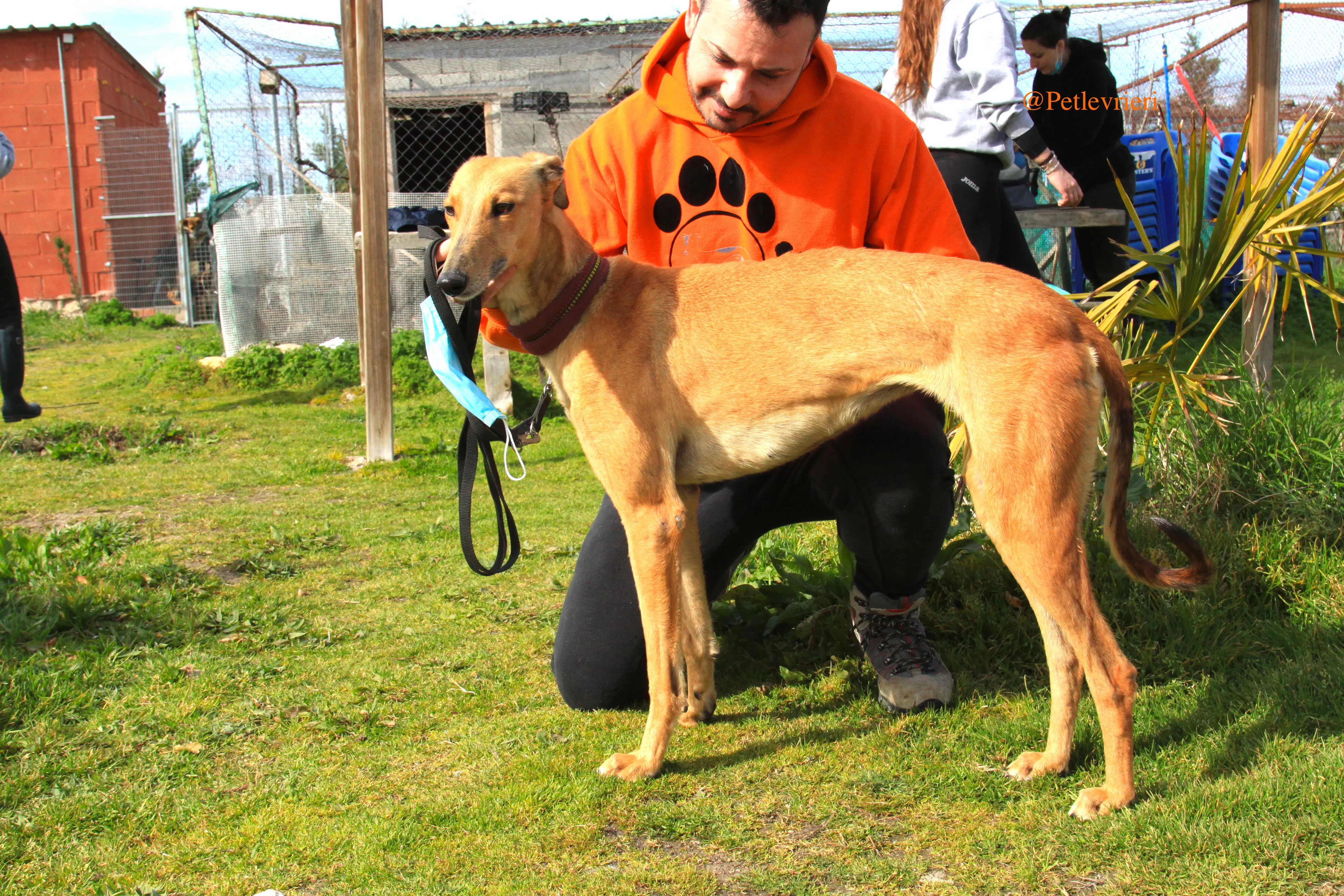 saskia adozioni levrieri galgo 11