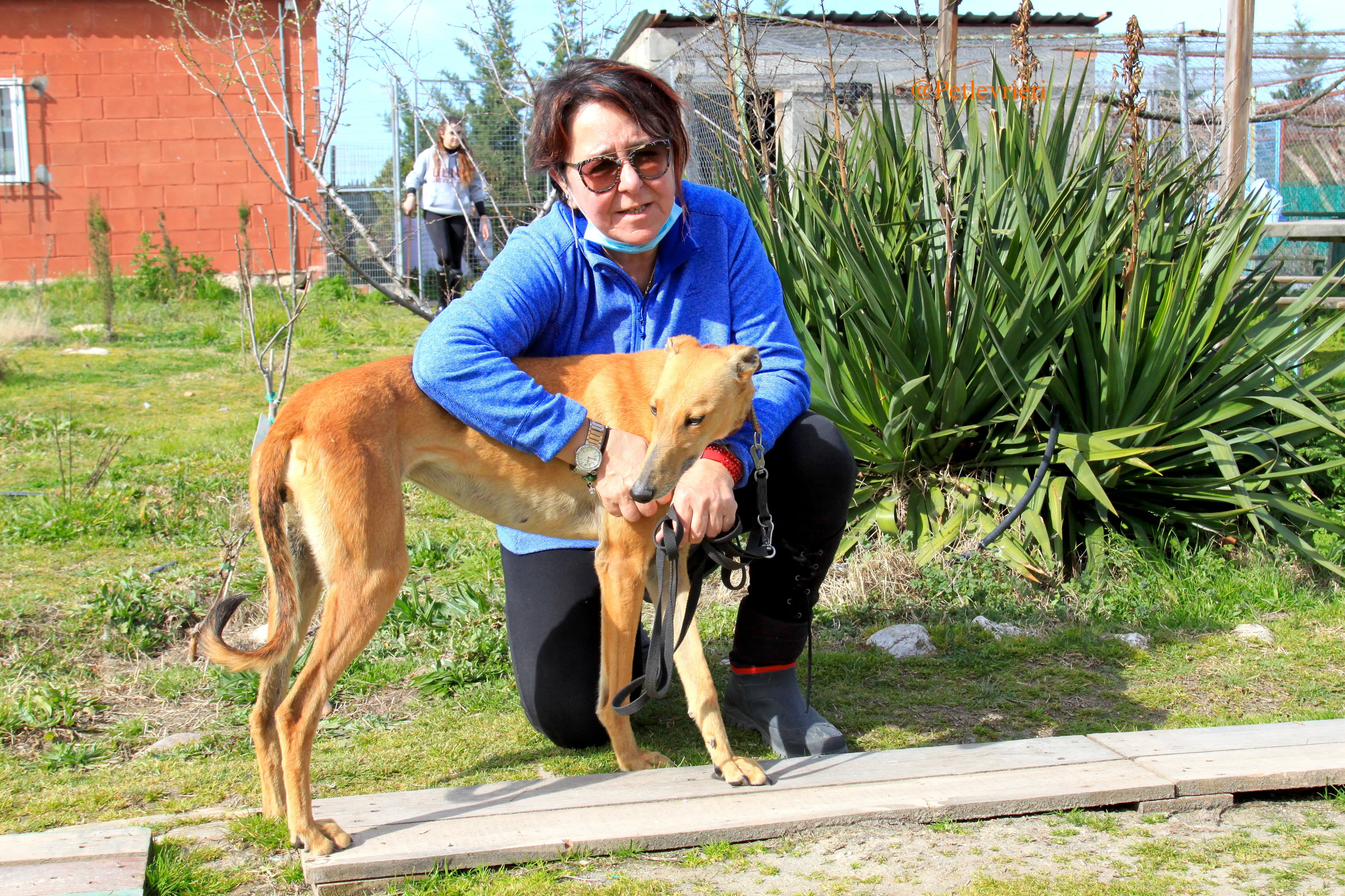 saskia adozioni levrieri galgo 13