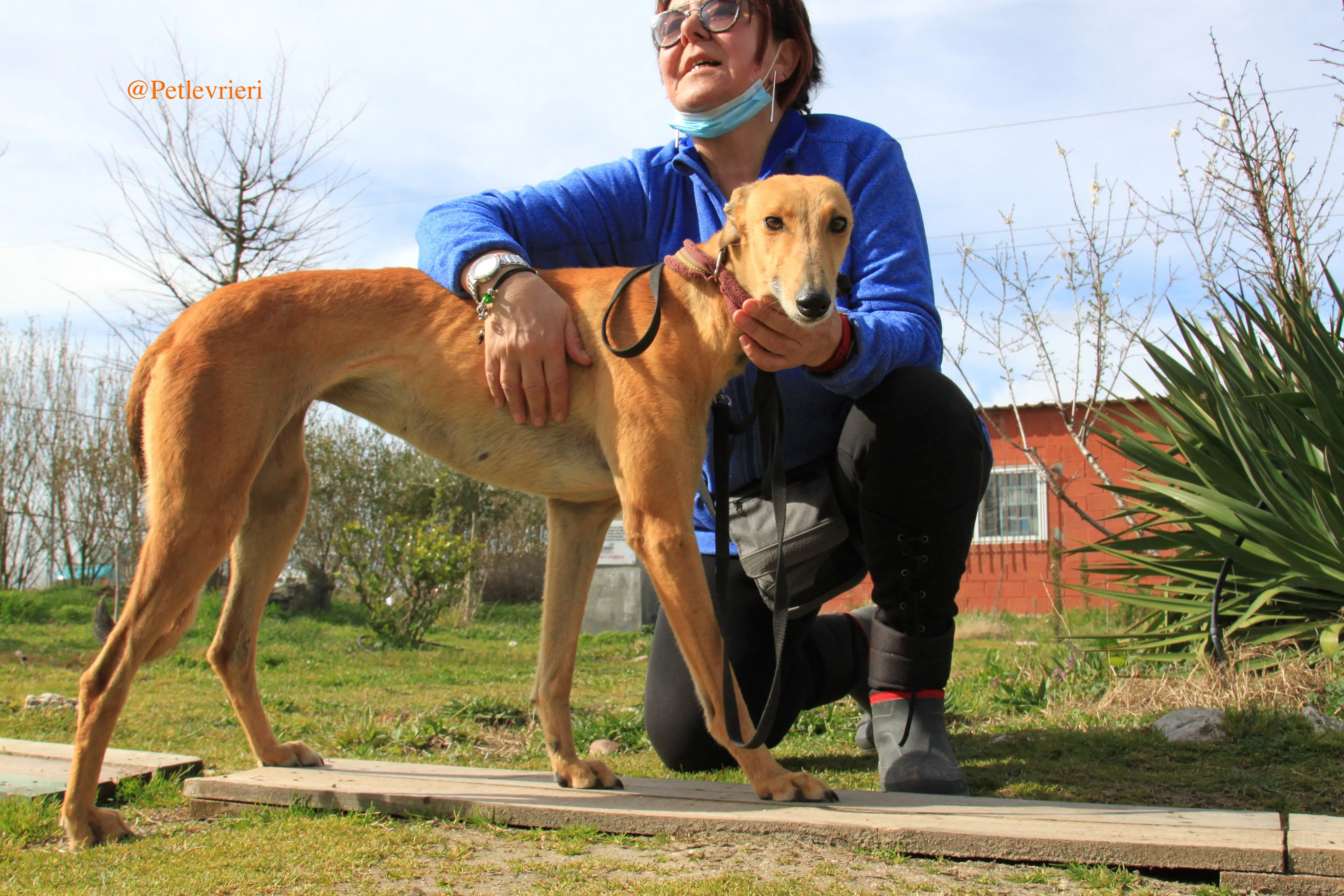 saskia adozioni levrieri galgo 14