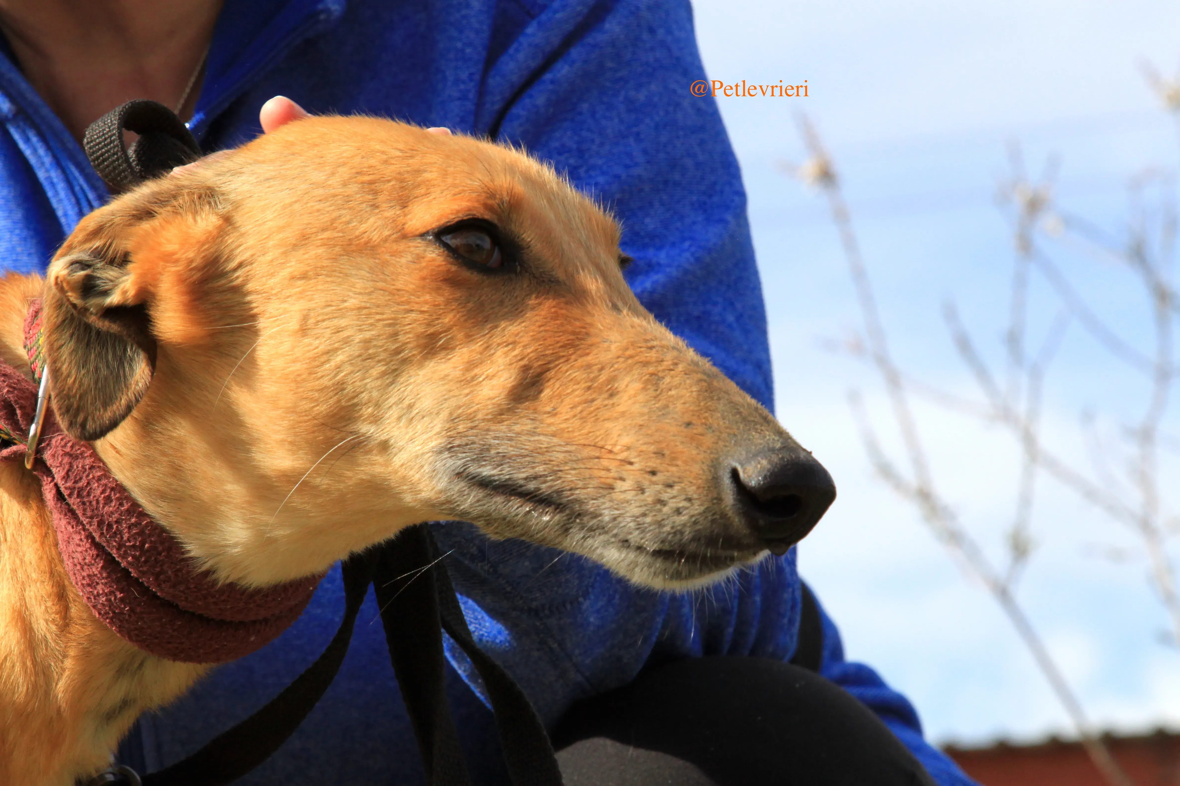 saskia adozioni levrieri galgo 15