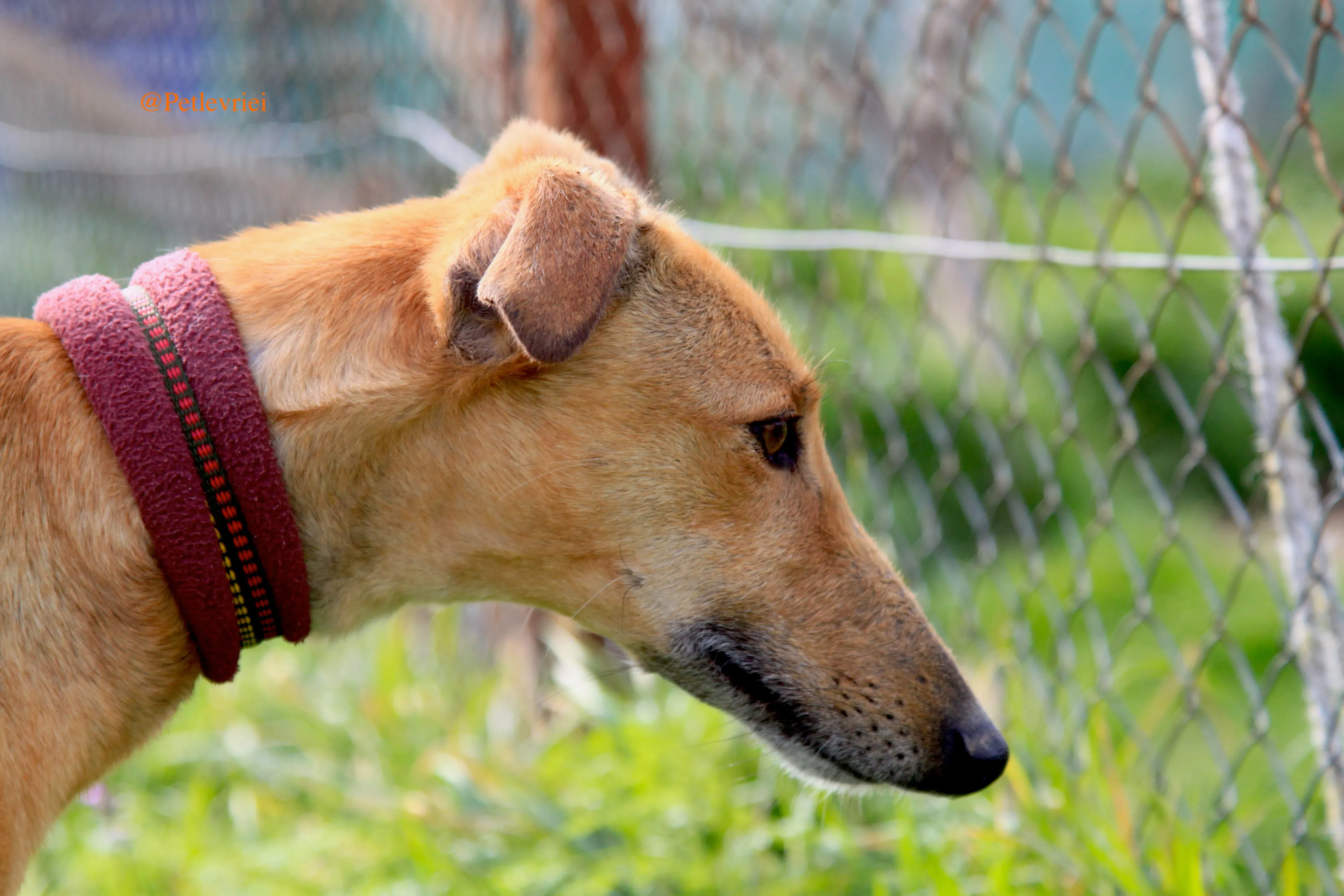 saskia adozioni levrieri galgo 2