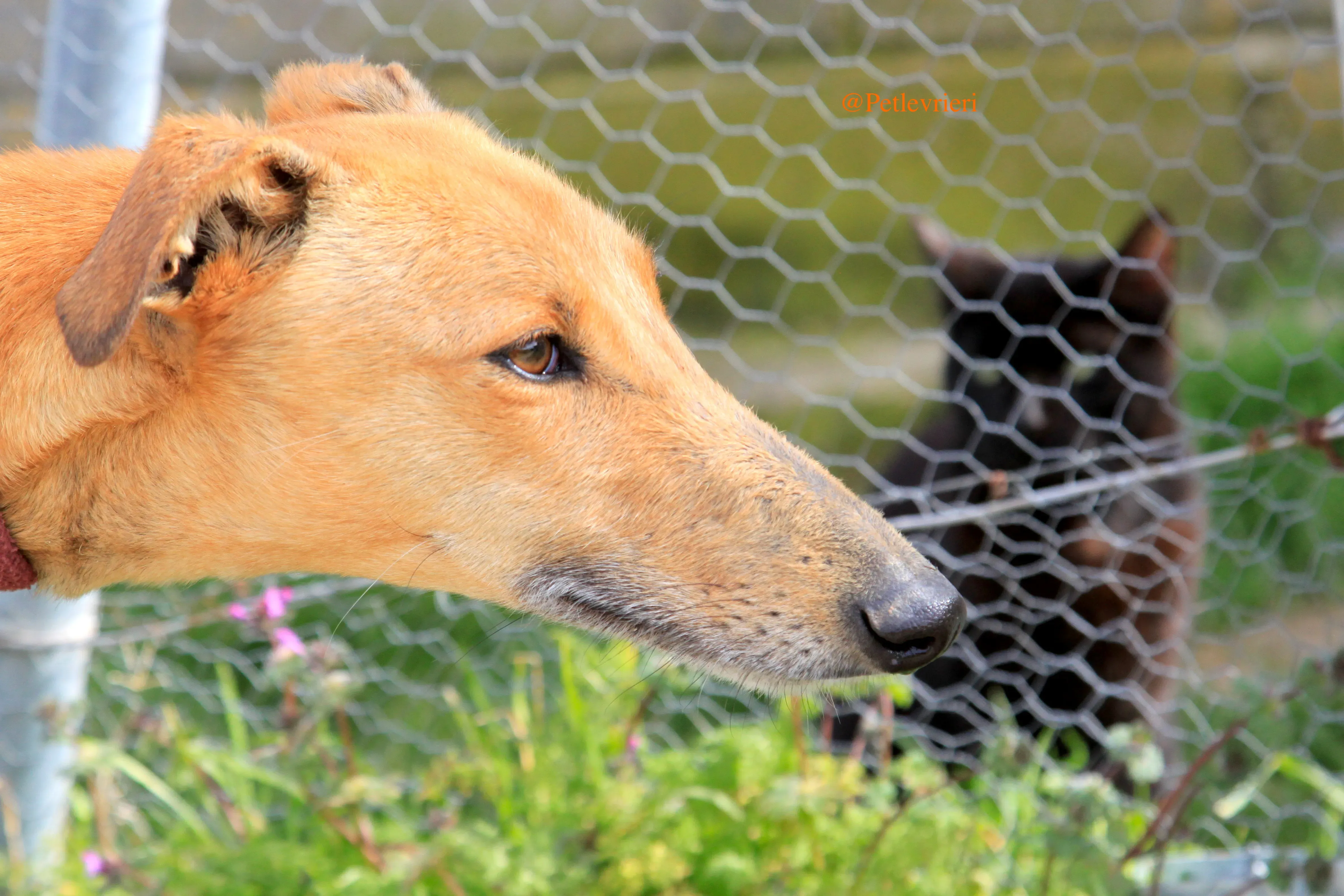 saskia adozioni levrieri galgo 3