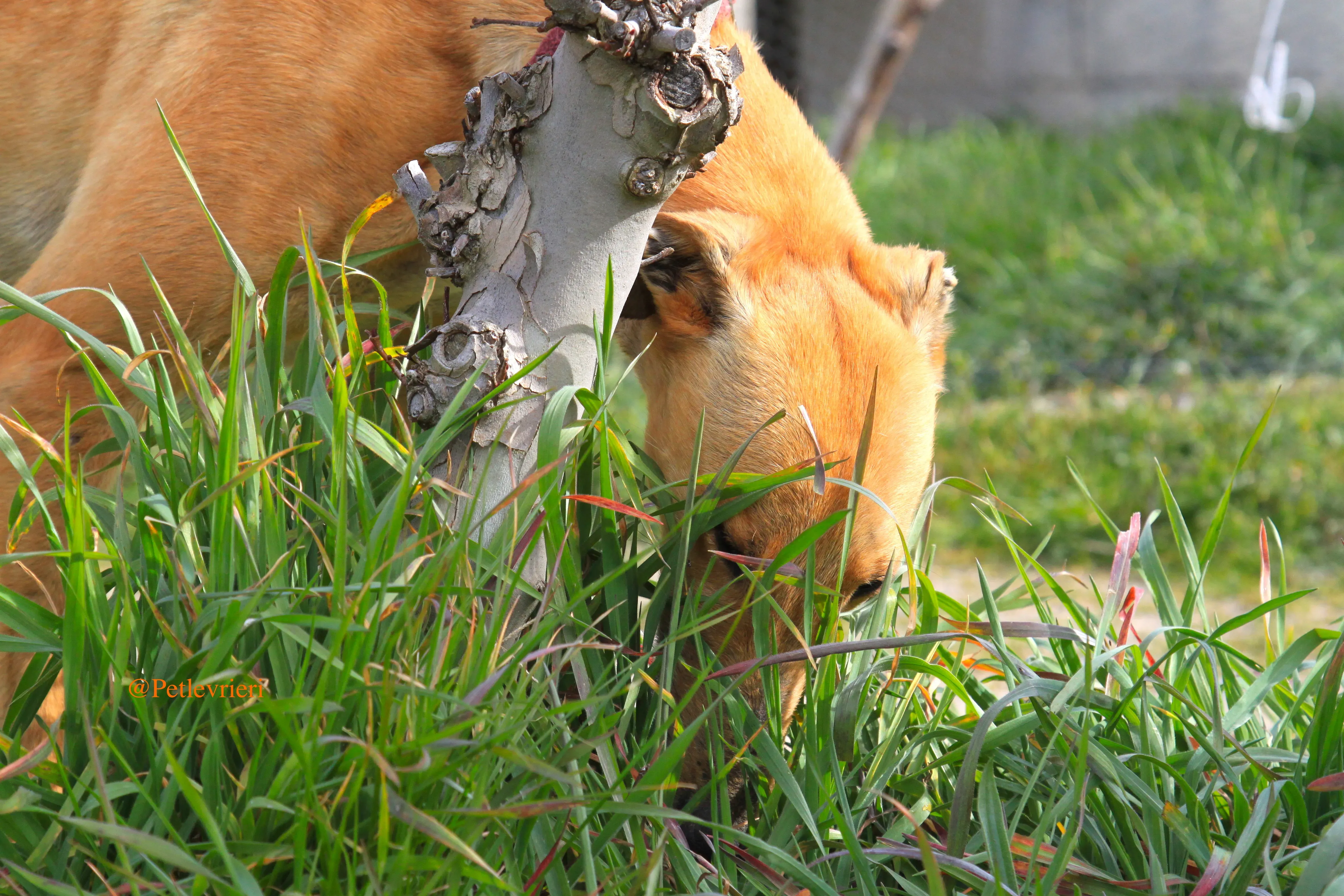 saskia adozioni levrieri galgo 4
