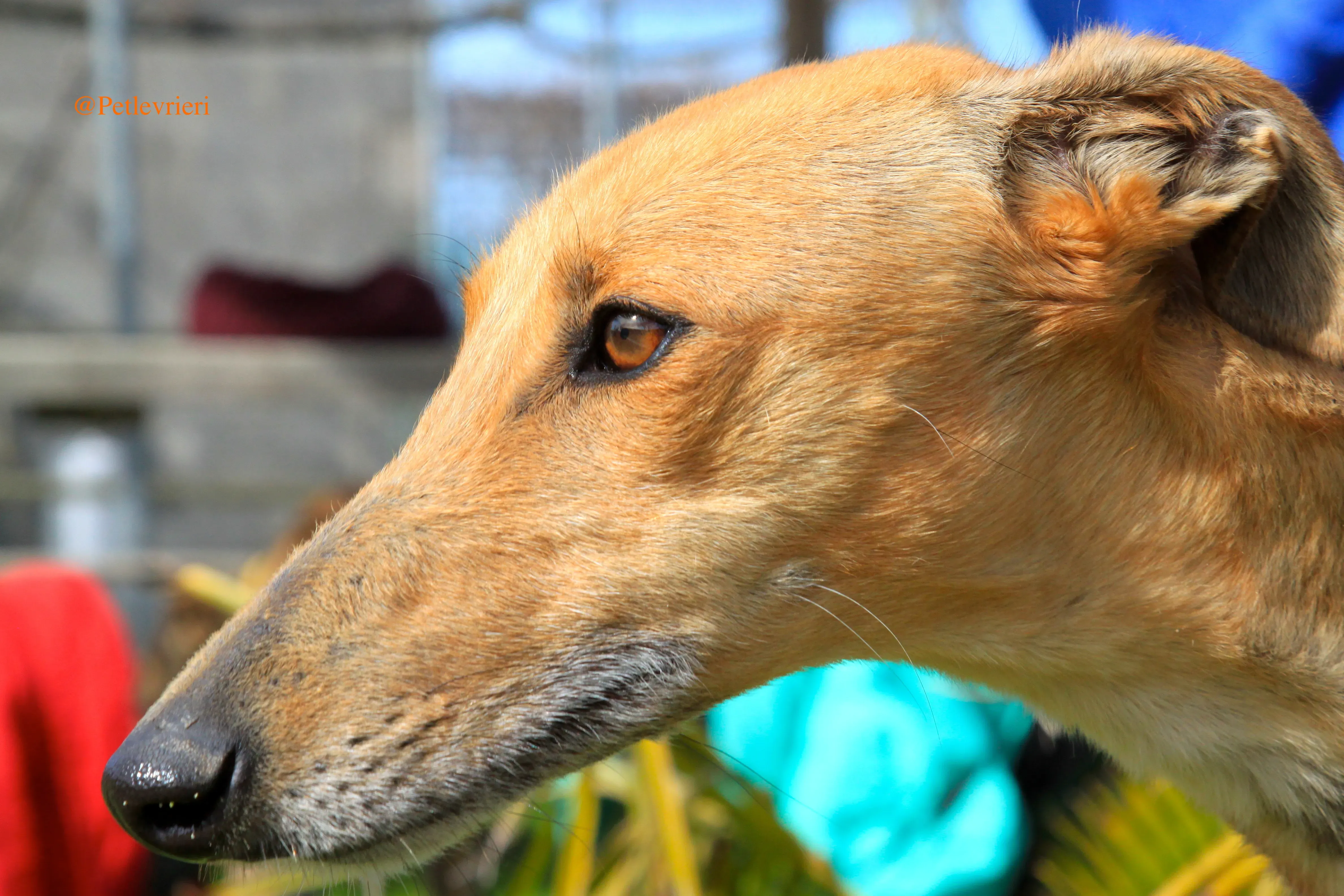 saskia adozioni levrieri galgo 5