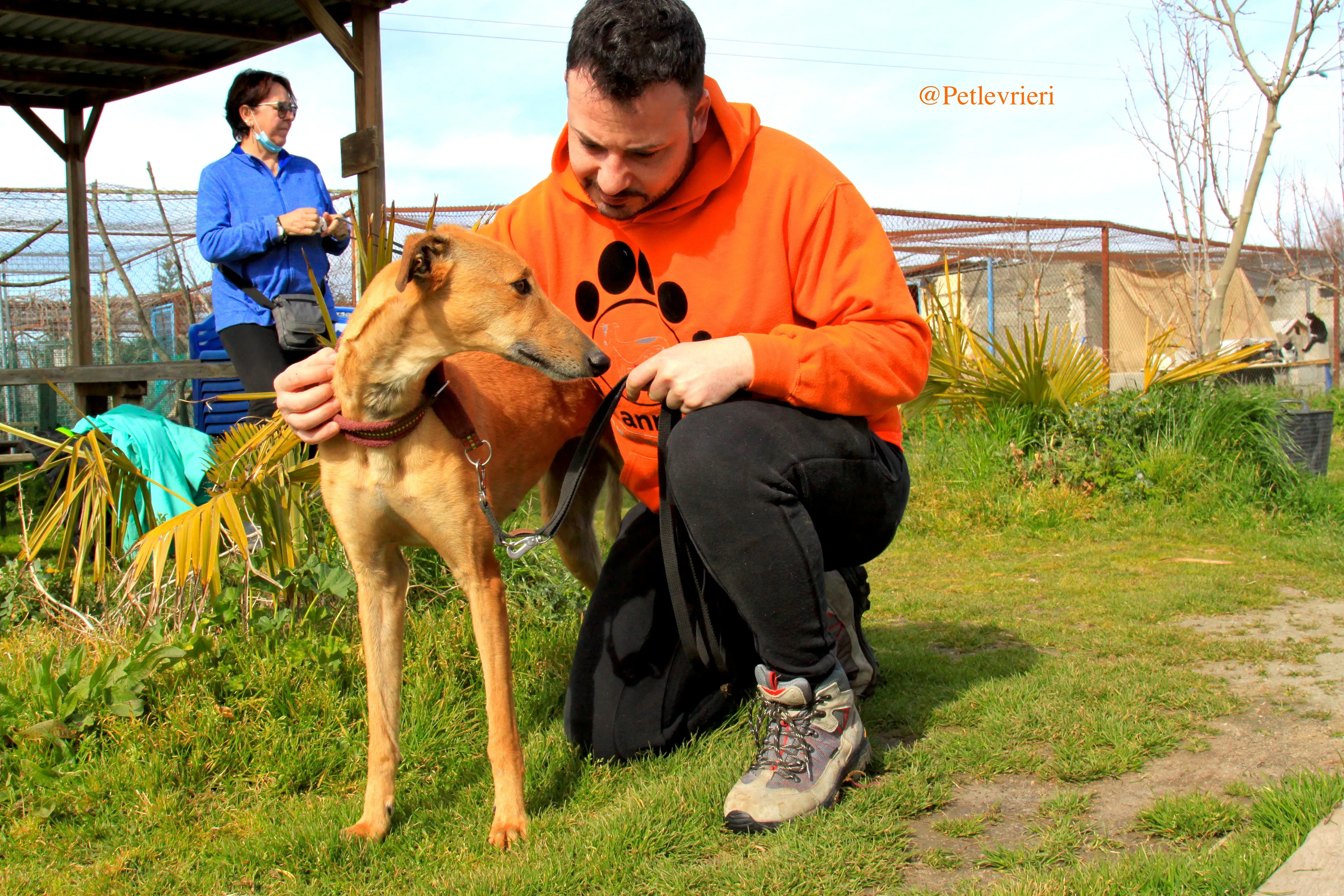 saskia adozioni levrieri galgo 6