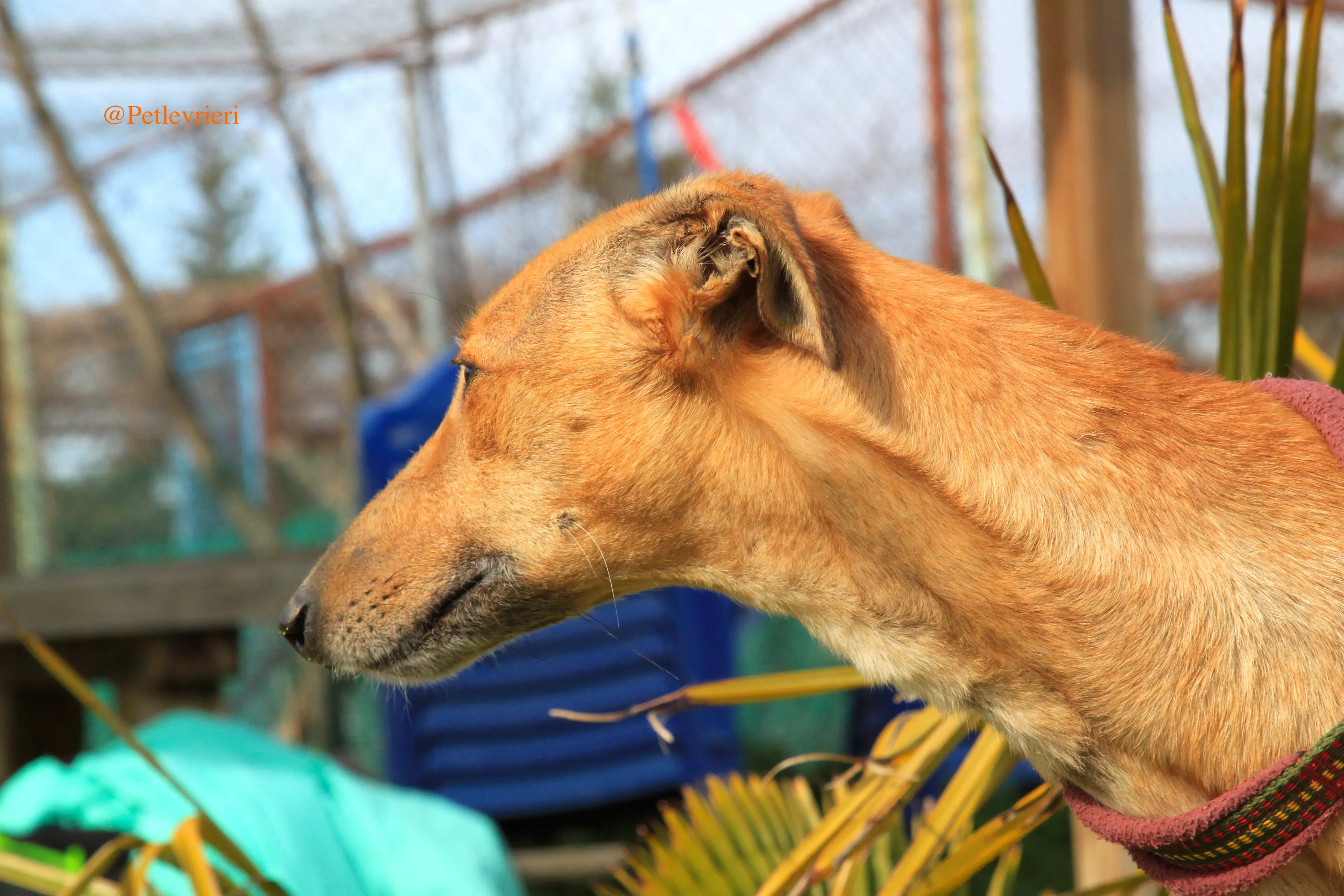 saskia adozioni levrieri galgo 7