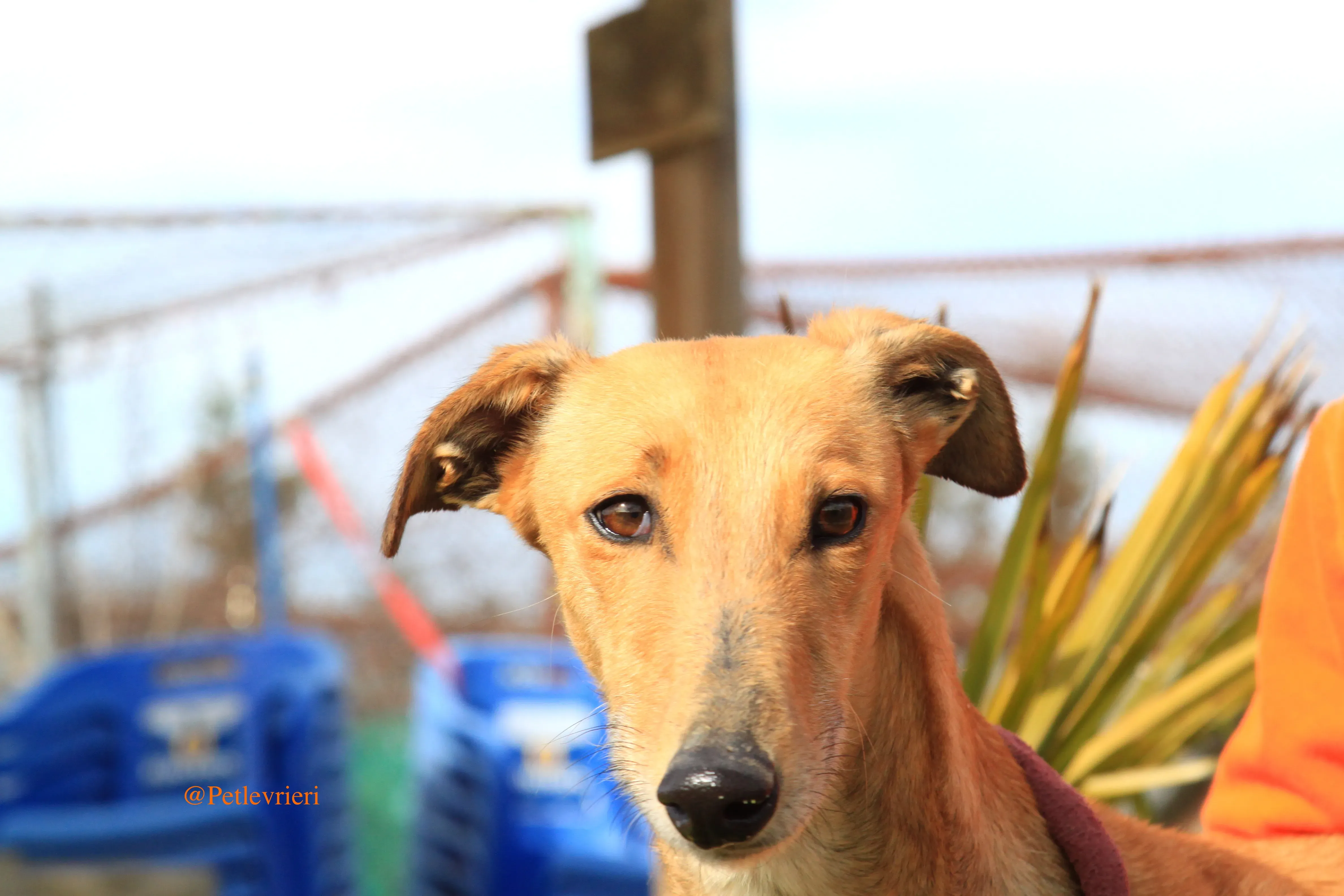 saskia adozioni levrieri galgo 8