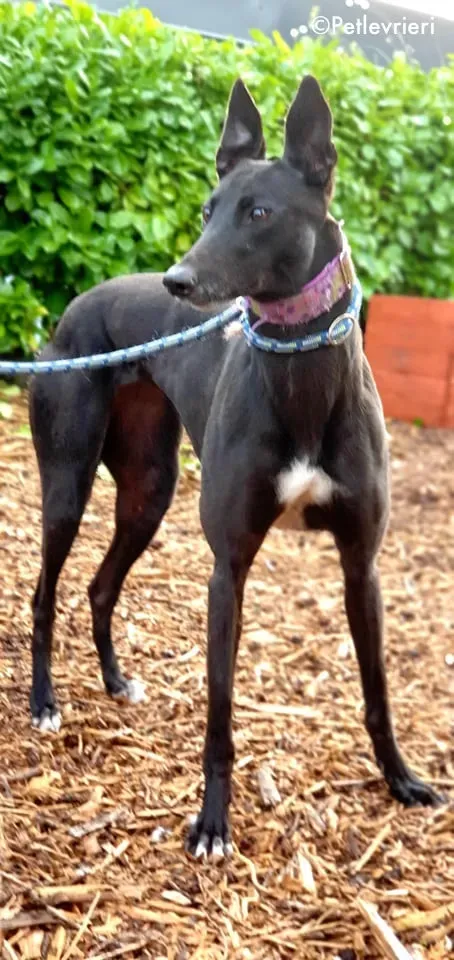 sauda adozione levrieri greyhound 1
