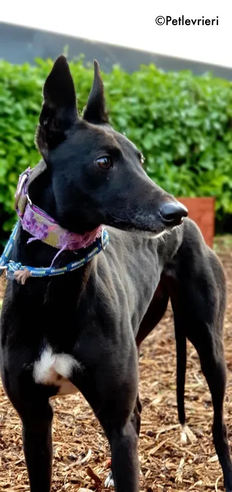 sauda adozione levrieri greyhound 2