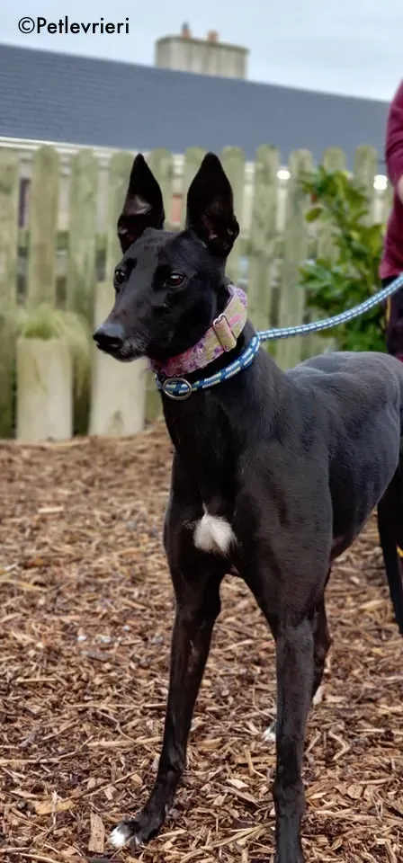 sauda adozione levrieri greyhound 3