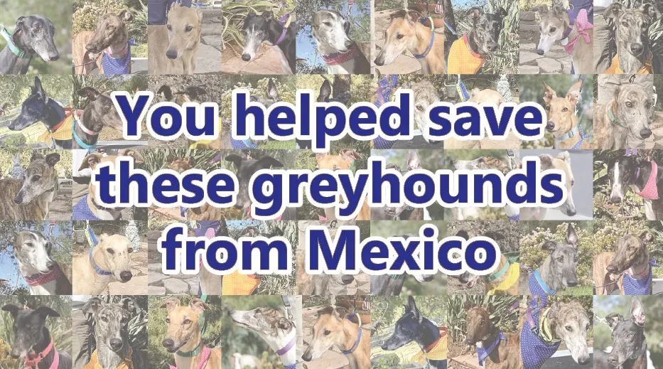 save greyhounds from mexico 1
