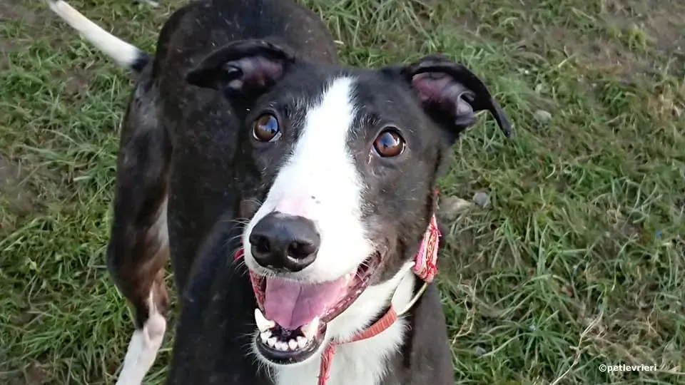 saxa adozione levrieri greyhound 1 1