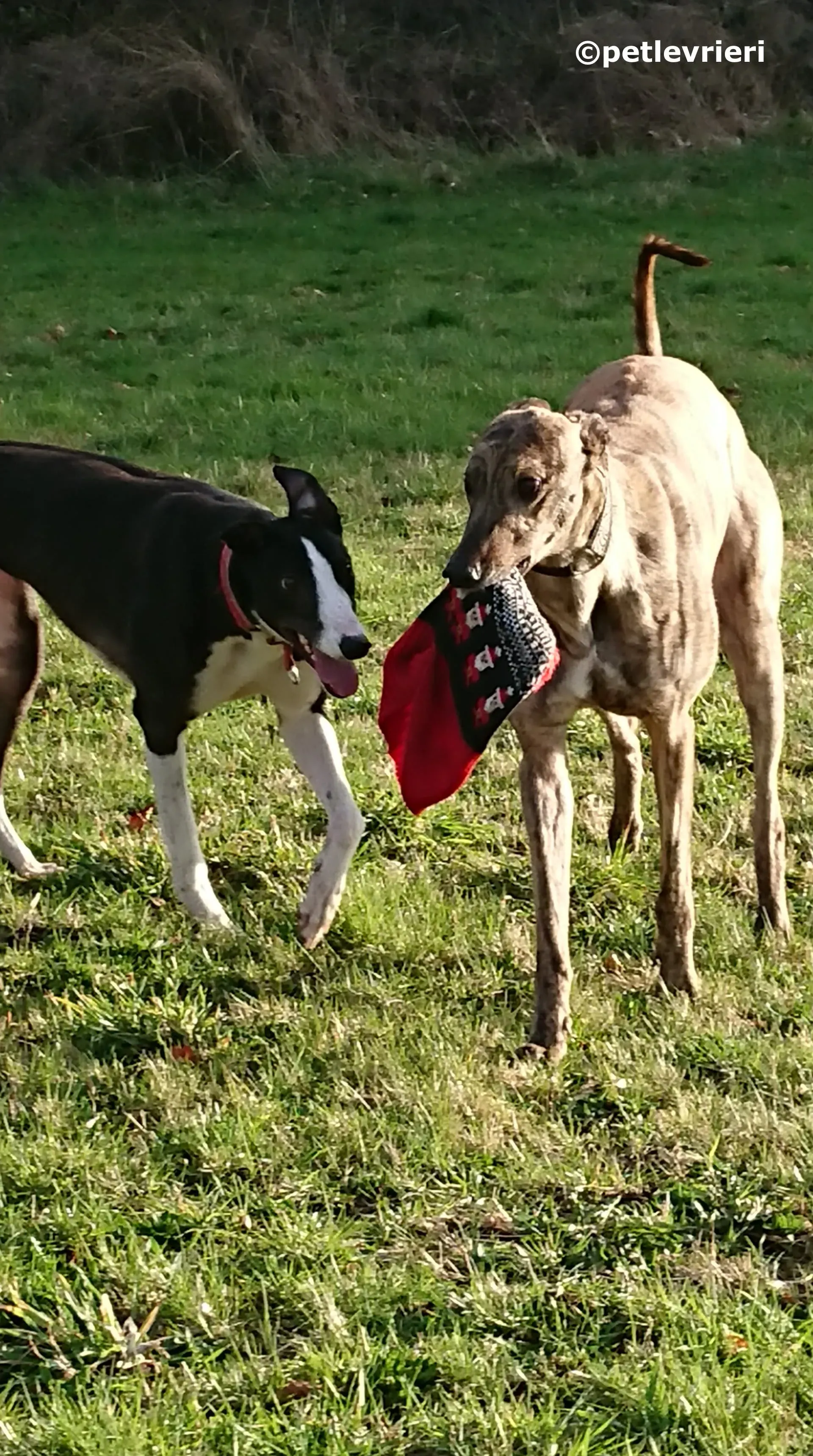 saxa adozione levrieri greyhound 1 2