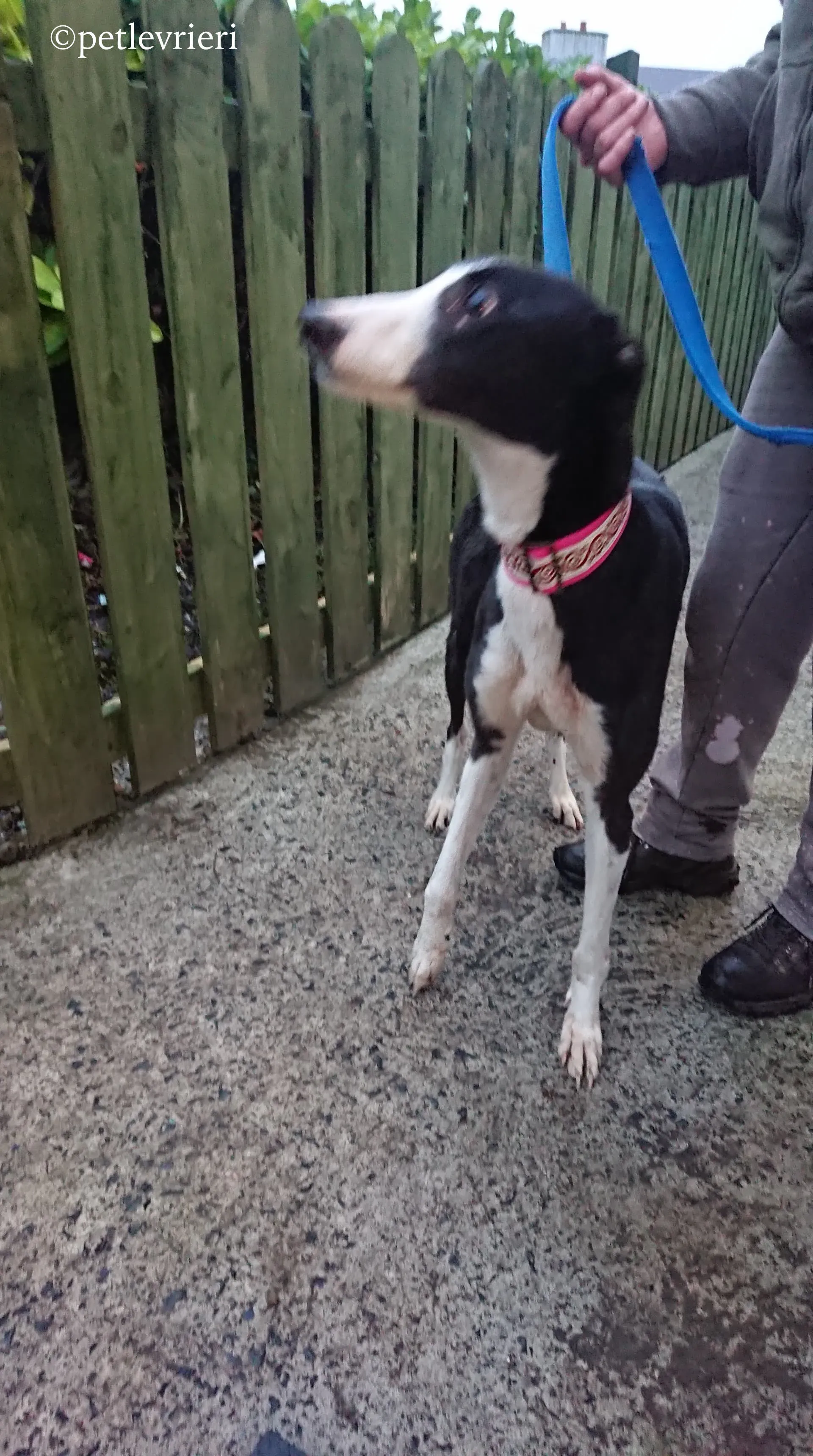 saxa adozione levrieri greyhound 1