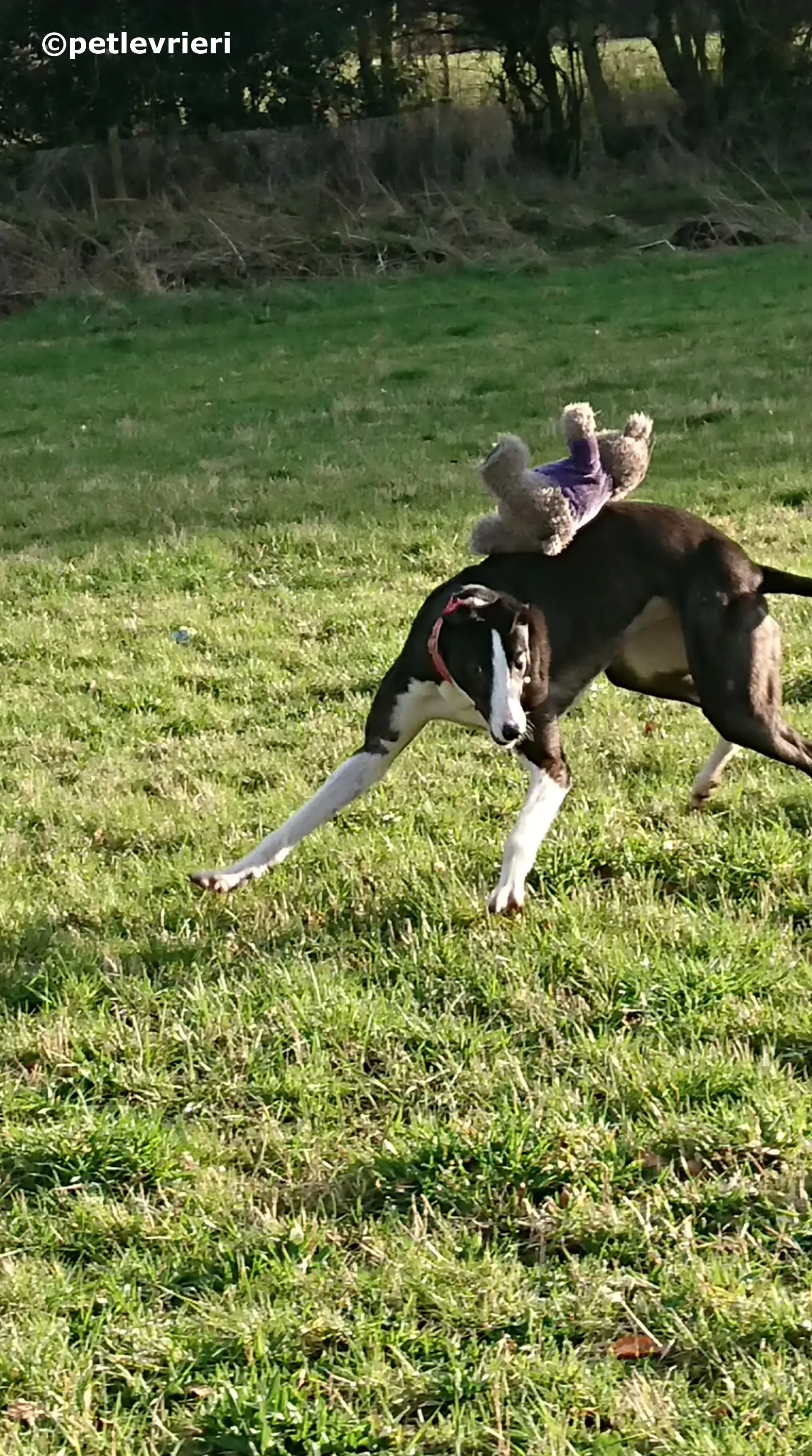 saxa adozione levrieri greyhound 10 1